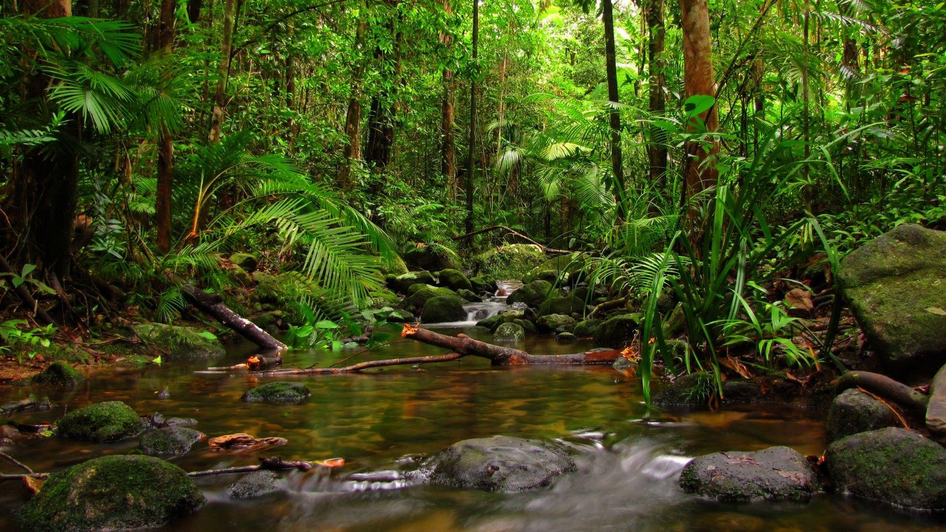 River Jungle Forest Nature HD 1920x1080. Rainforest picture