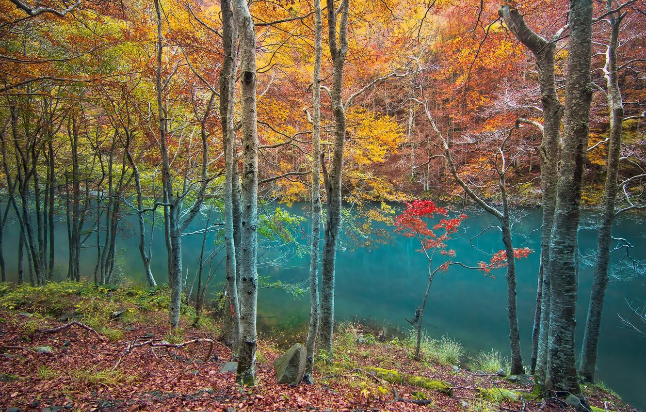 Wallpaper forest, river, trees, water, autumn, leaves