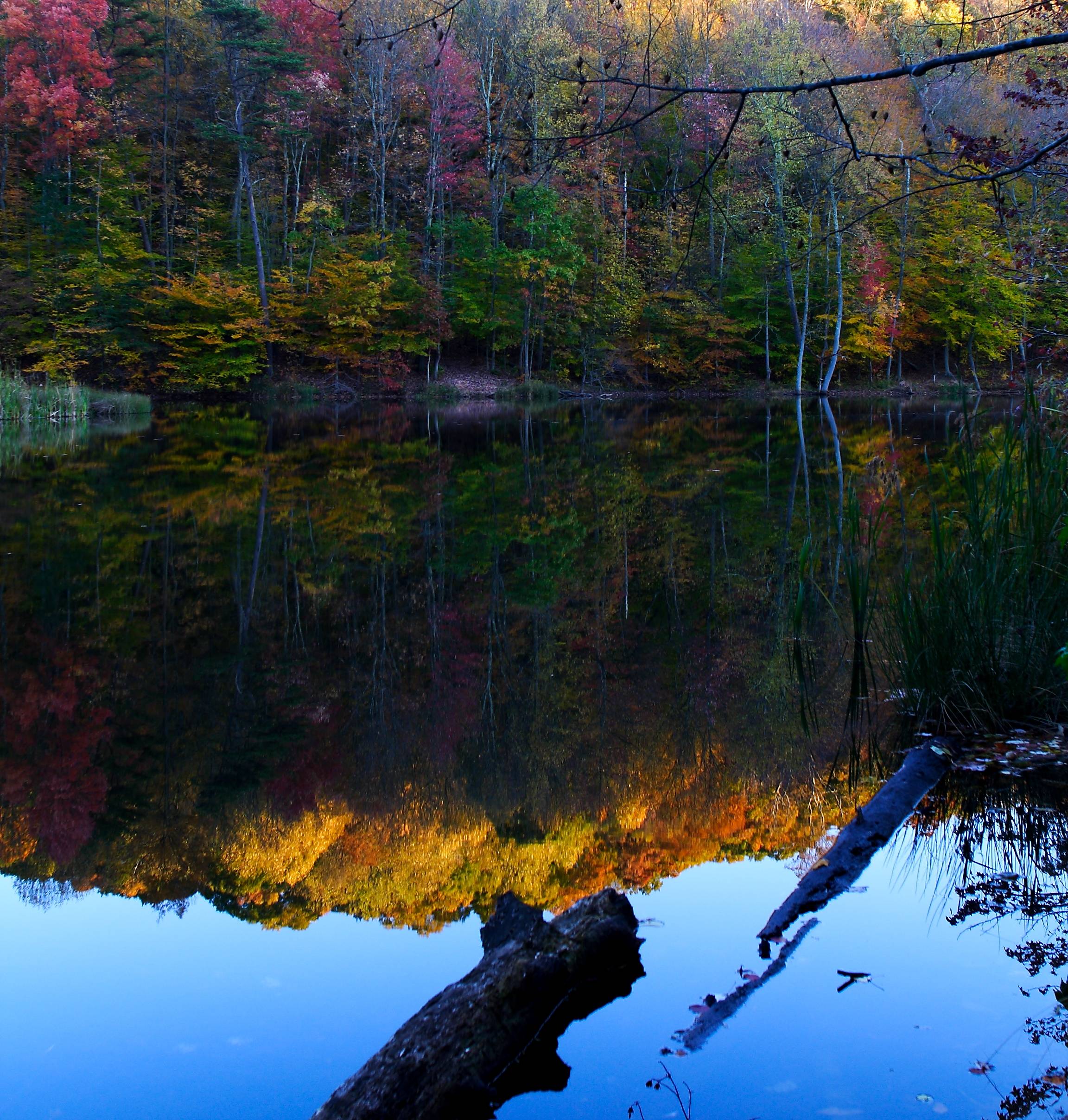 Fall Colors Log Lake Reflections. Foliage. Free Nature