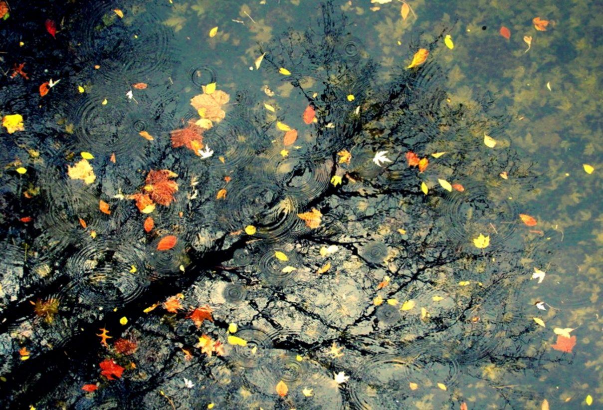 Autumn Rain HD Wallpaper