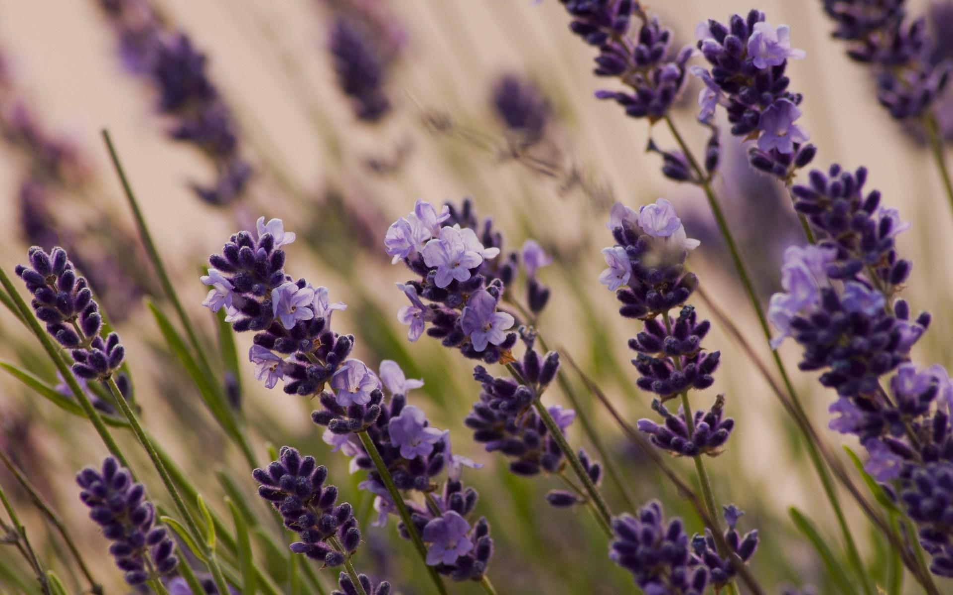 Free Lavender Wallpaper