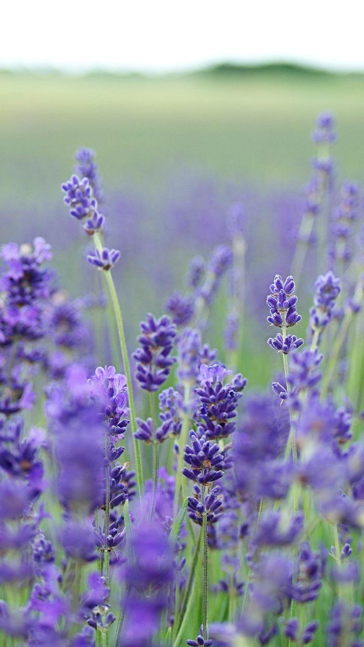 English Lavender Wallpapers - Wallpaper Cave