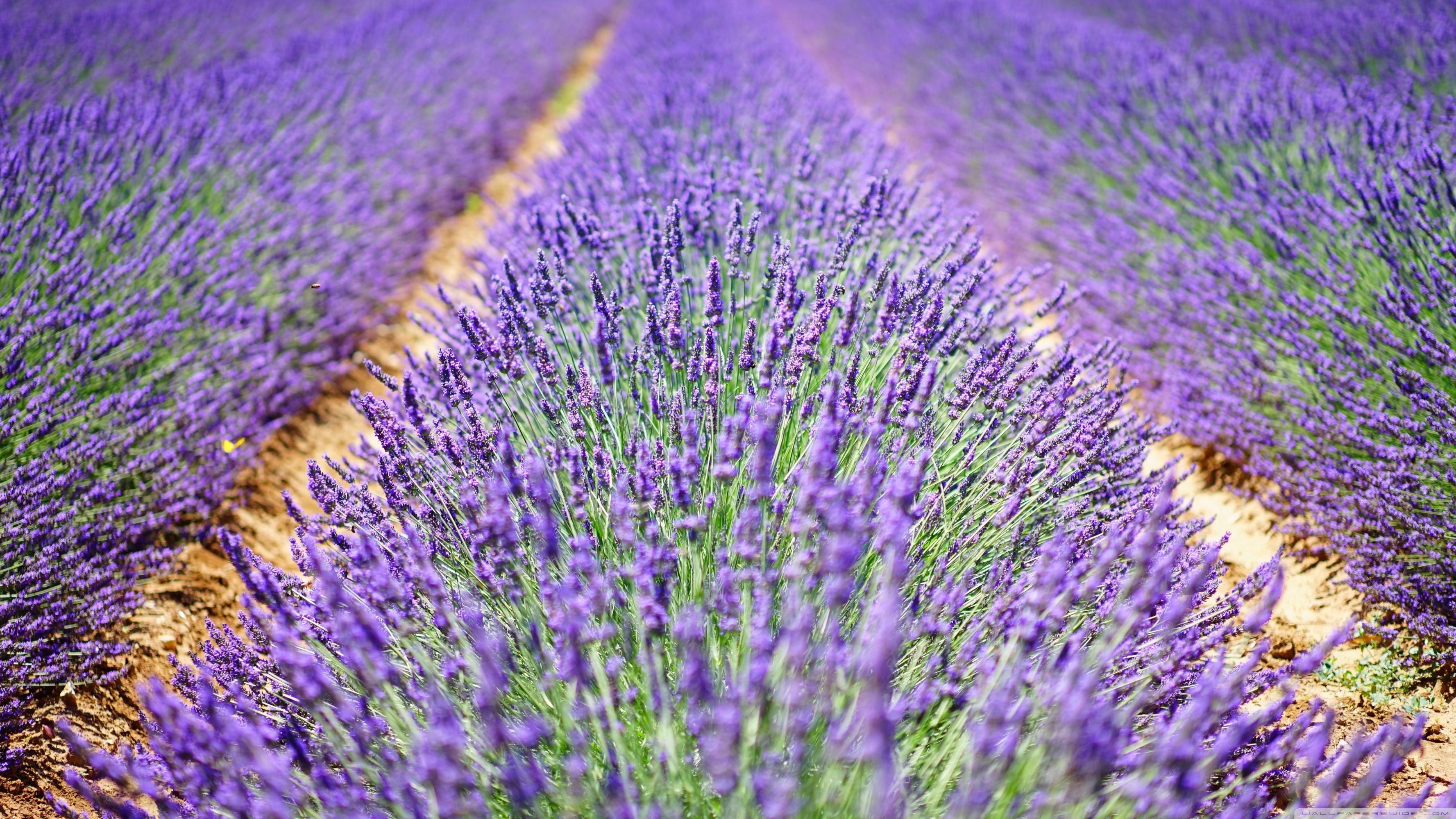 Beautiful Lavender Flowers ❤ 4K HD Desktop Wallpaper for 4K Ultra