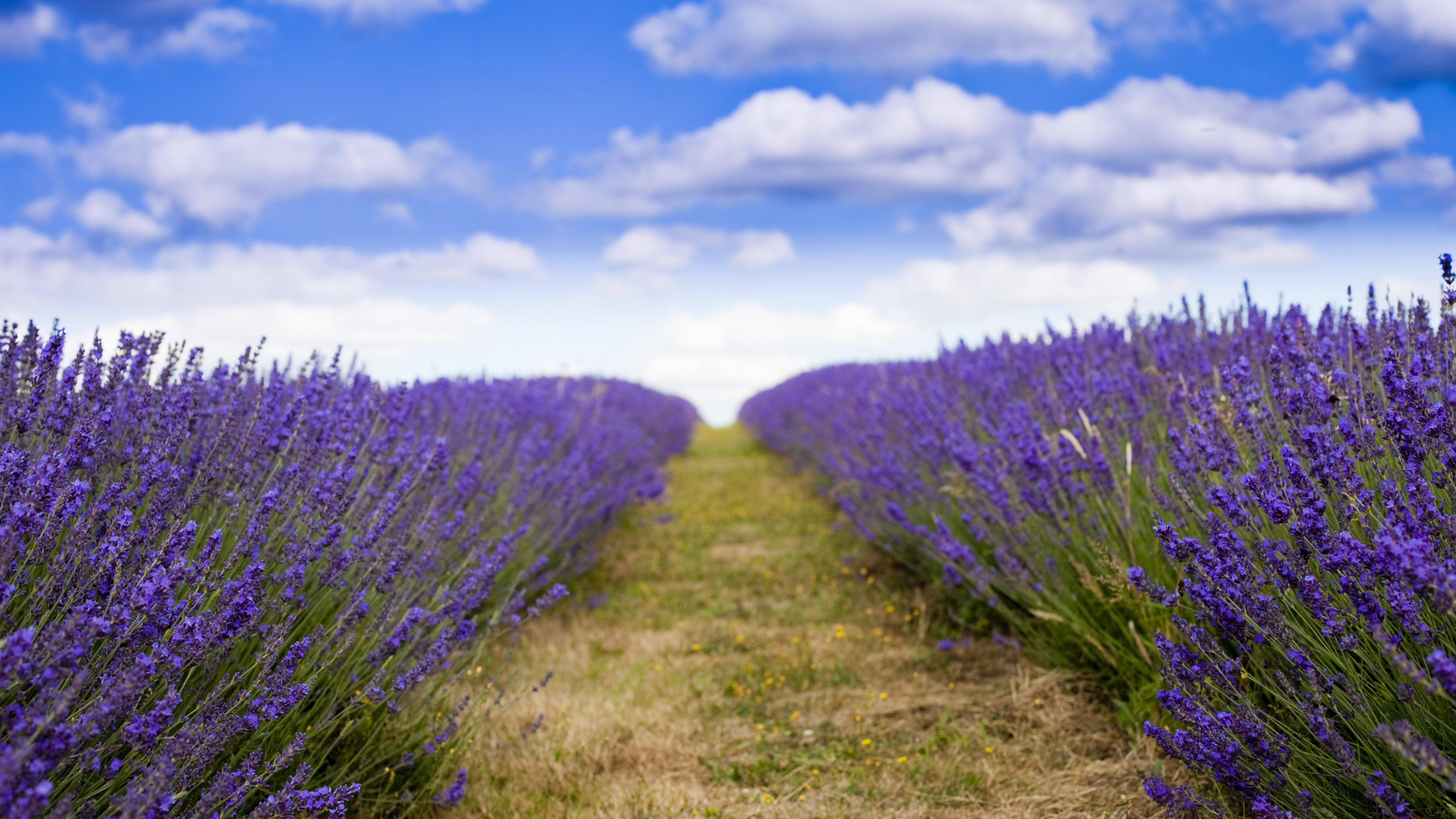 Wallpaper lavender, 5k, 4k wallpaper, 8k, field, flowers, sky, clouds, Nature