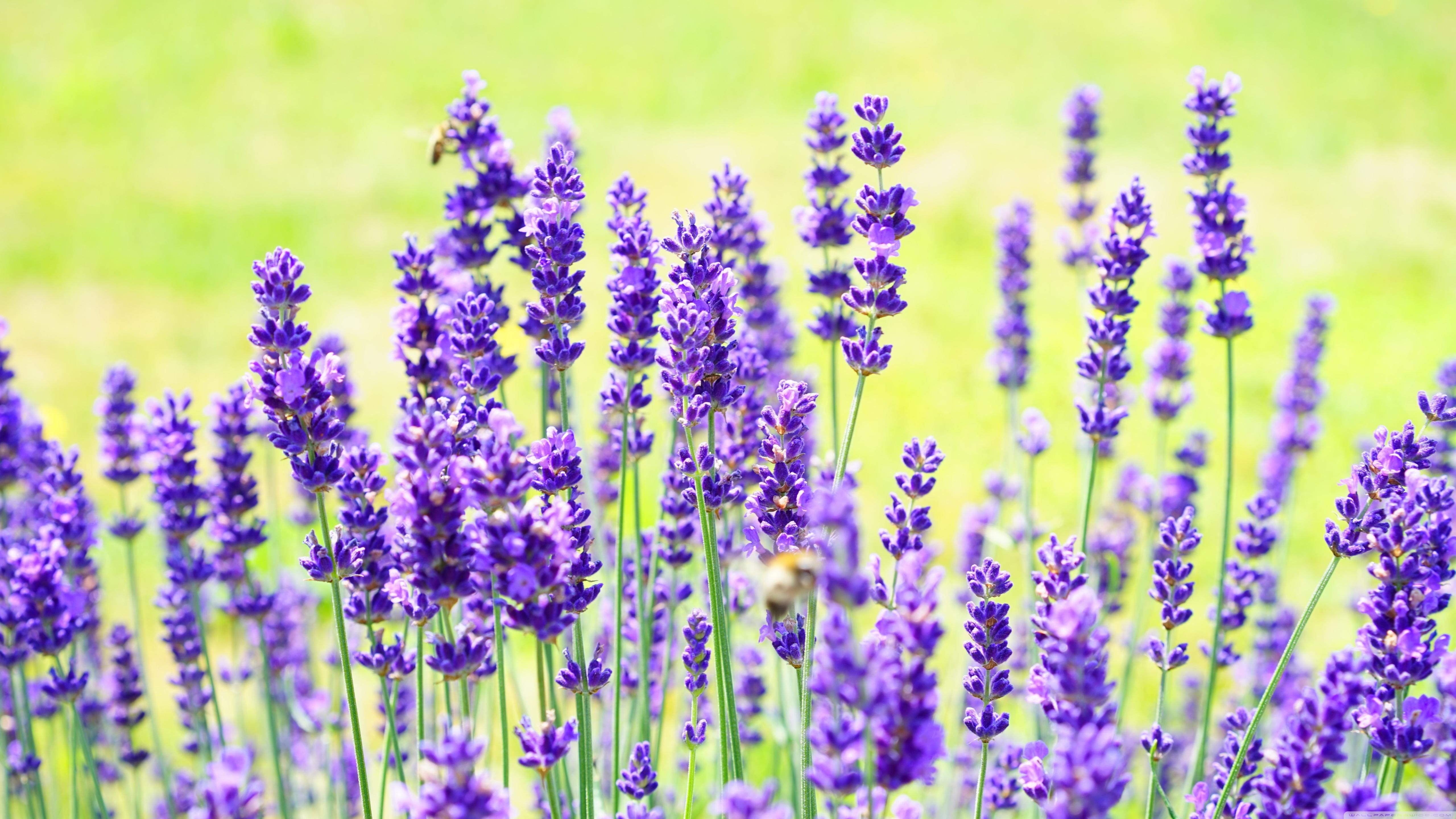 Purple Lavender ❤ 4K HD Desktop Wallpaper for 4K Ultra HD TV • Wide