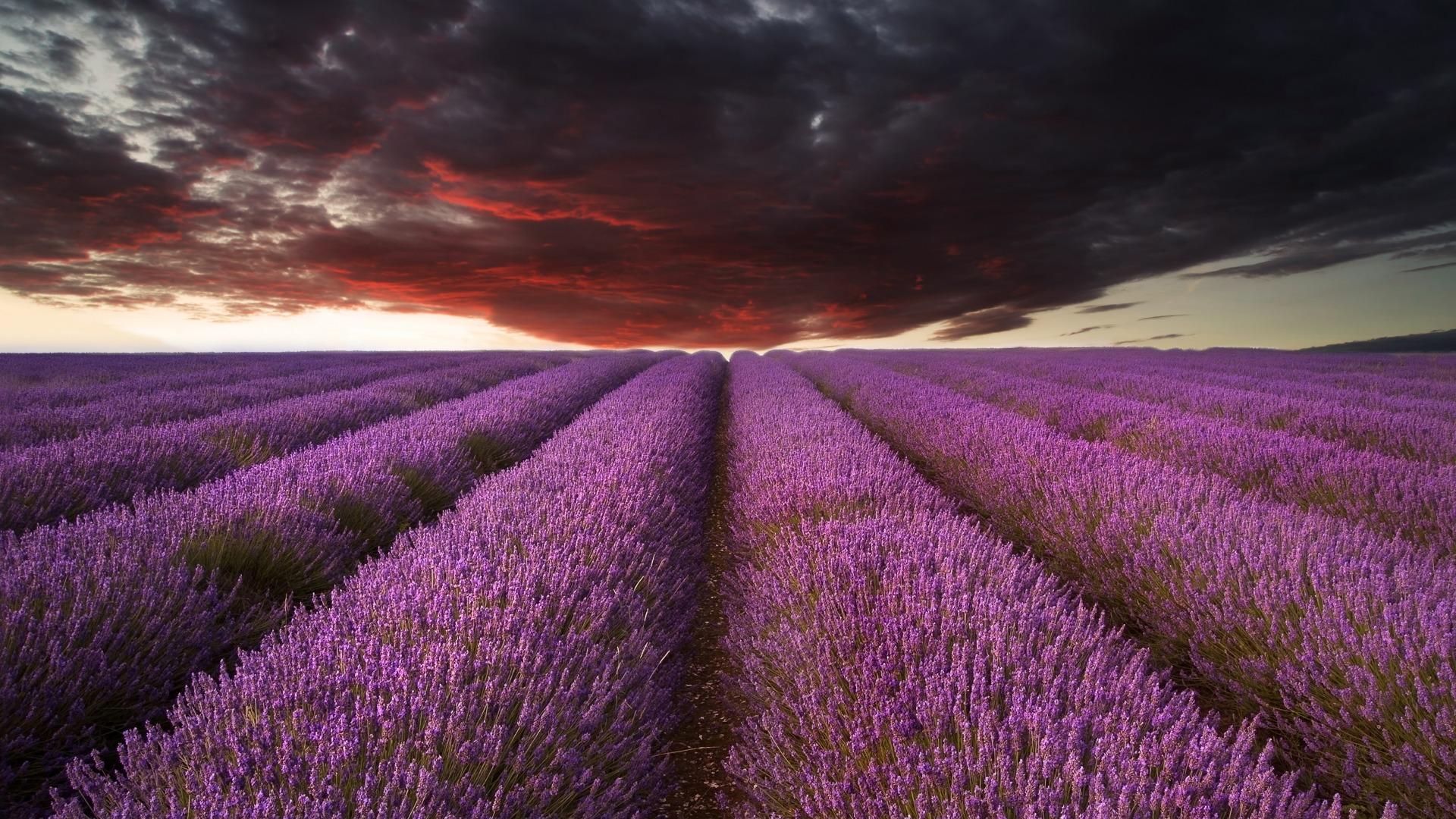 English Lavender, Daytime, Sky, Dawn, Purple HD Wallpaper, Nature