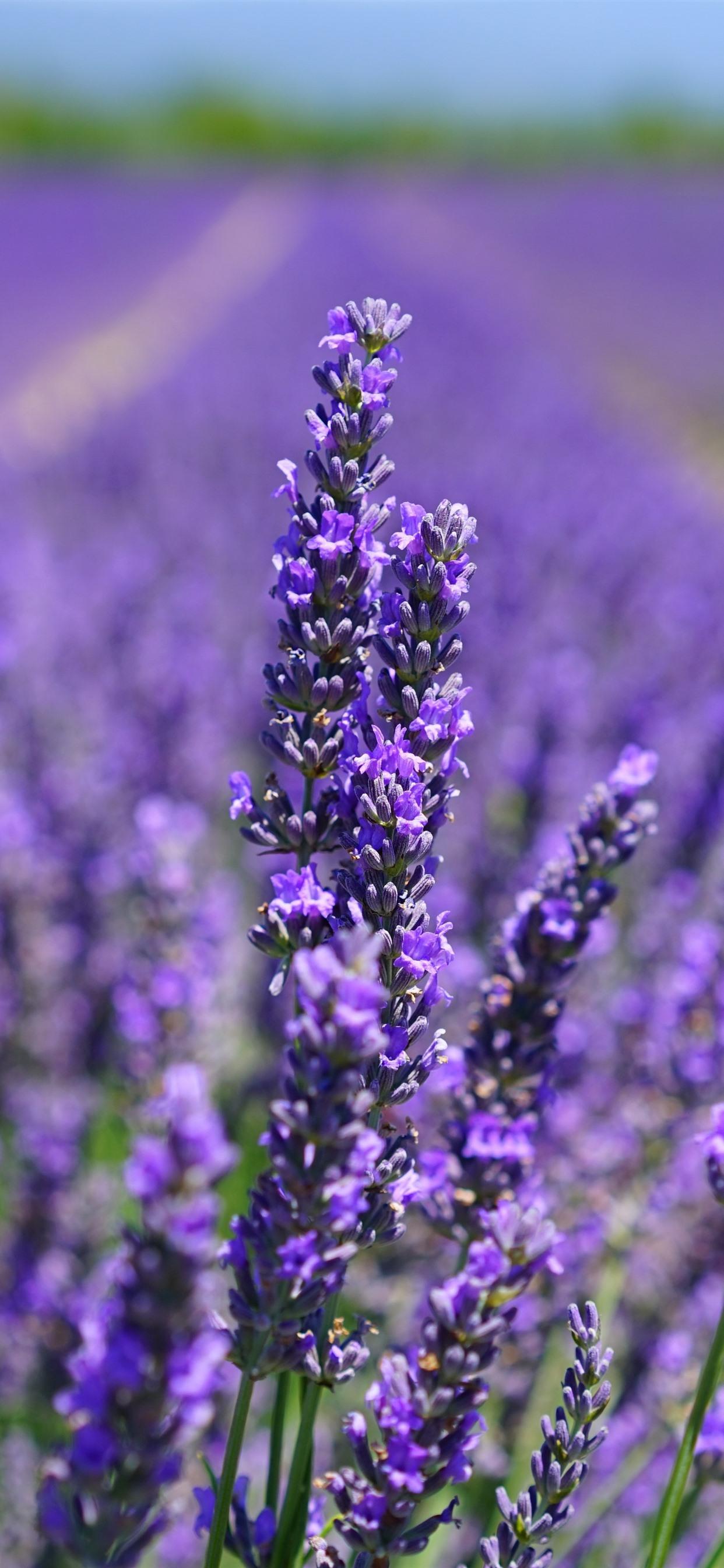Wallpaper Purple Lavender Flowers Close Up, Flower Field 5120x2880