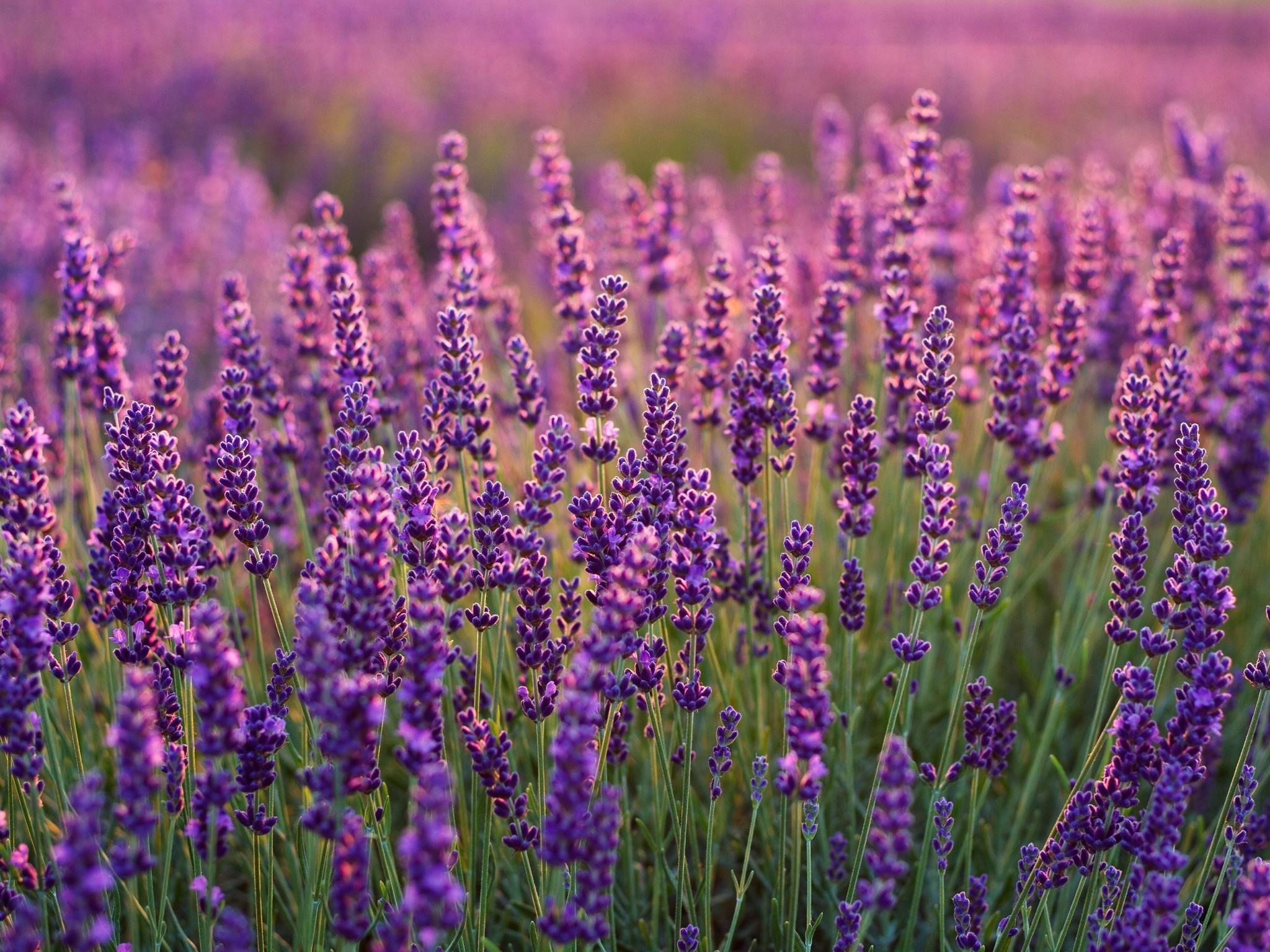 English Lavender Wallpapers Wallpaper Cave 9081