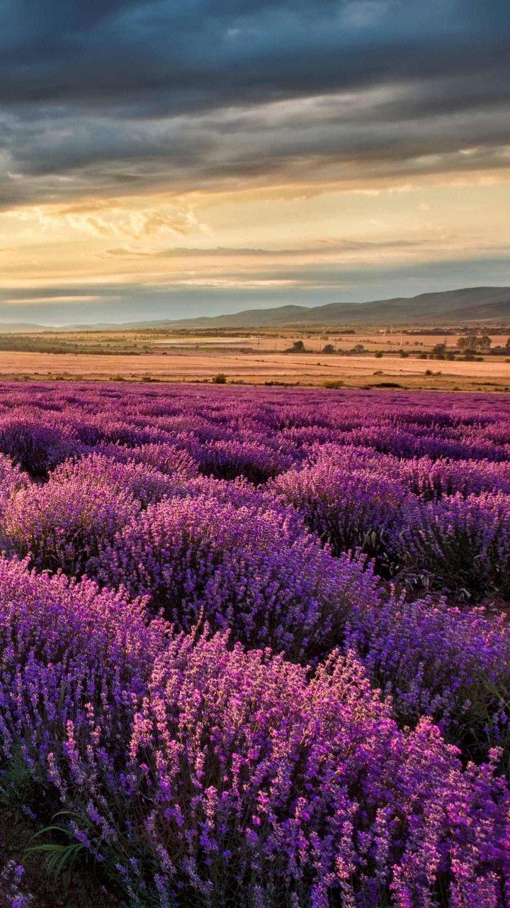 Purple Lavender Field wallpaper