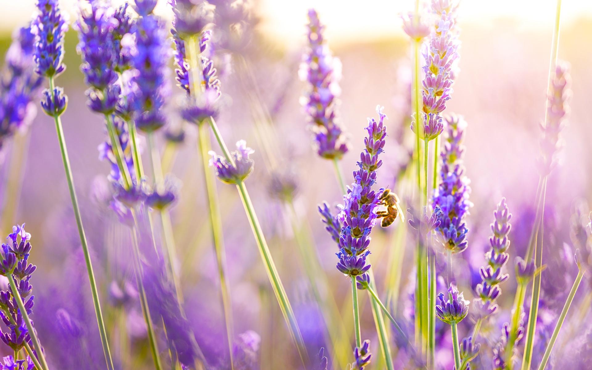 Lavender Flowers Wallpaper in jpg format for free download