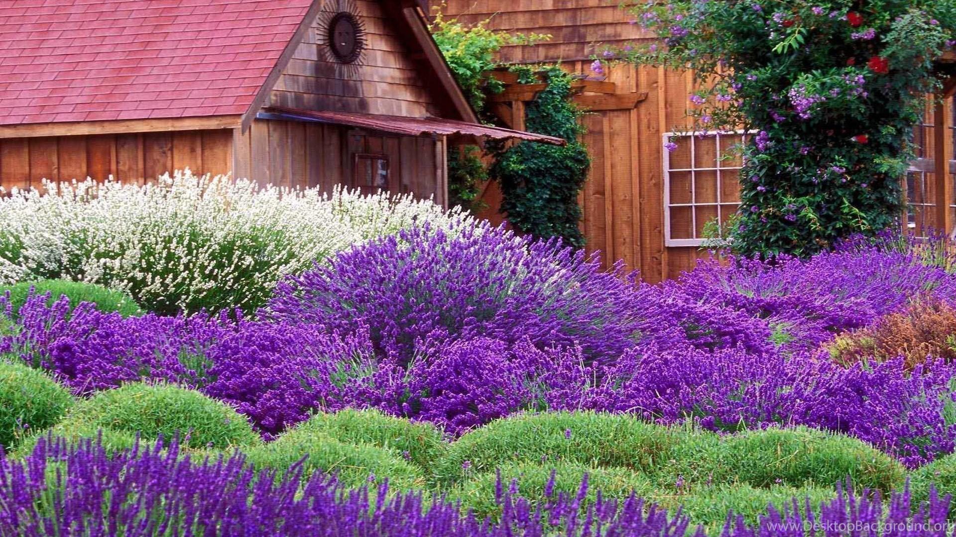 Lavender Wallpaper Crazy Frankenstein Desktop Background