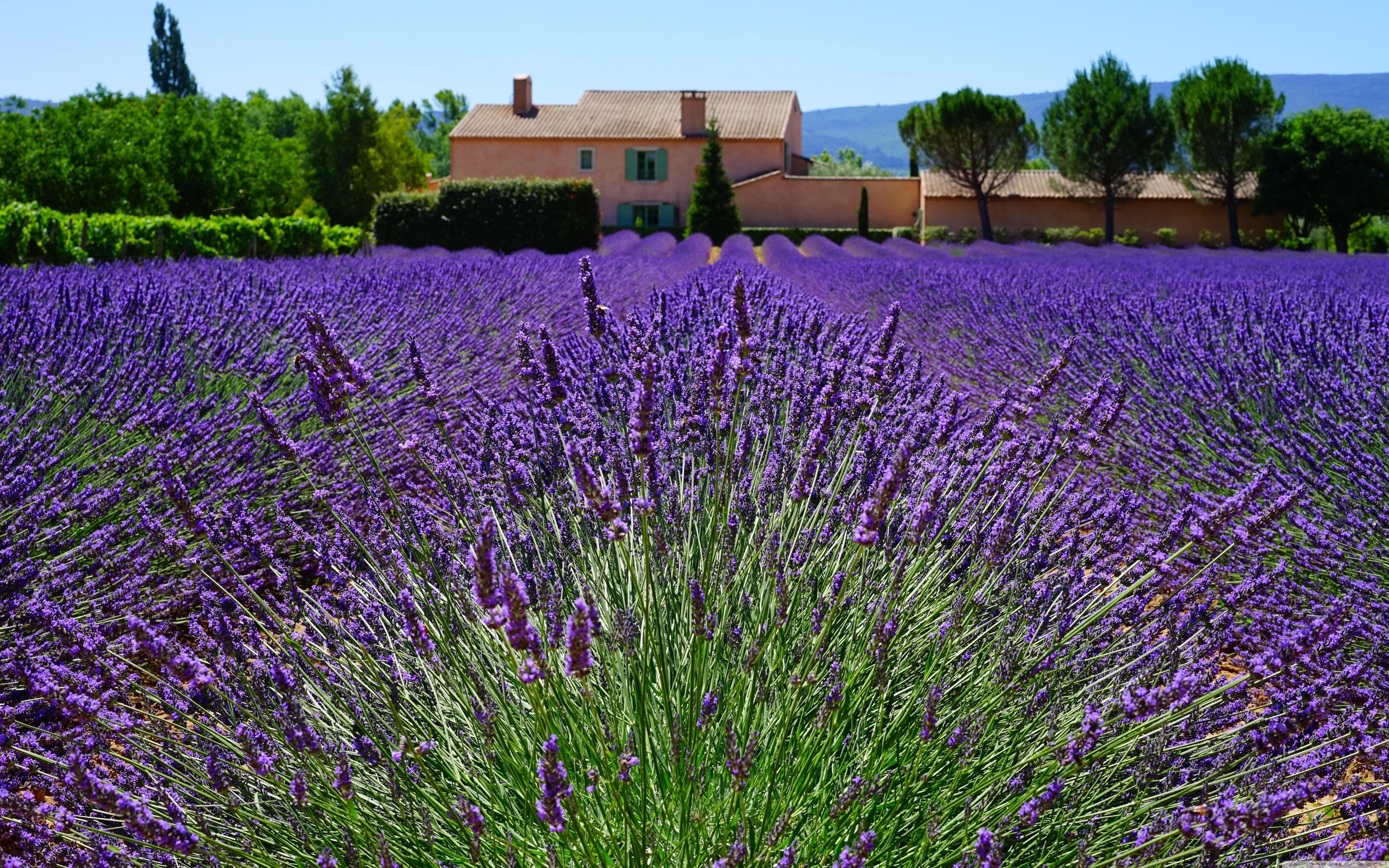 Lavender Field, Provencal House ❤ 4K HD Desktop Wallpaper for 4K