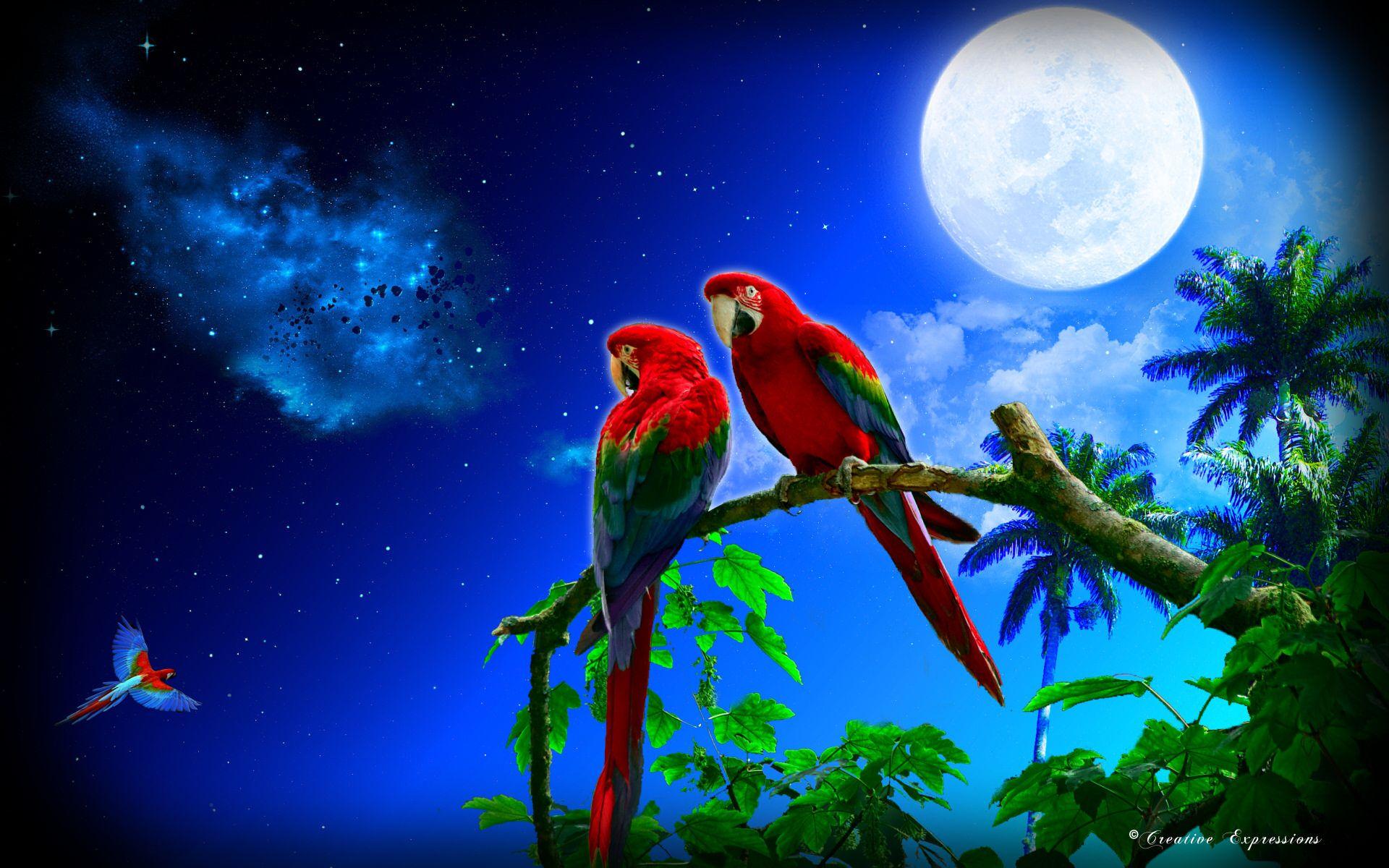A parrot's moon art nebula trees macaws HD Wallpaper. beautiful