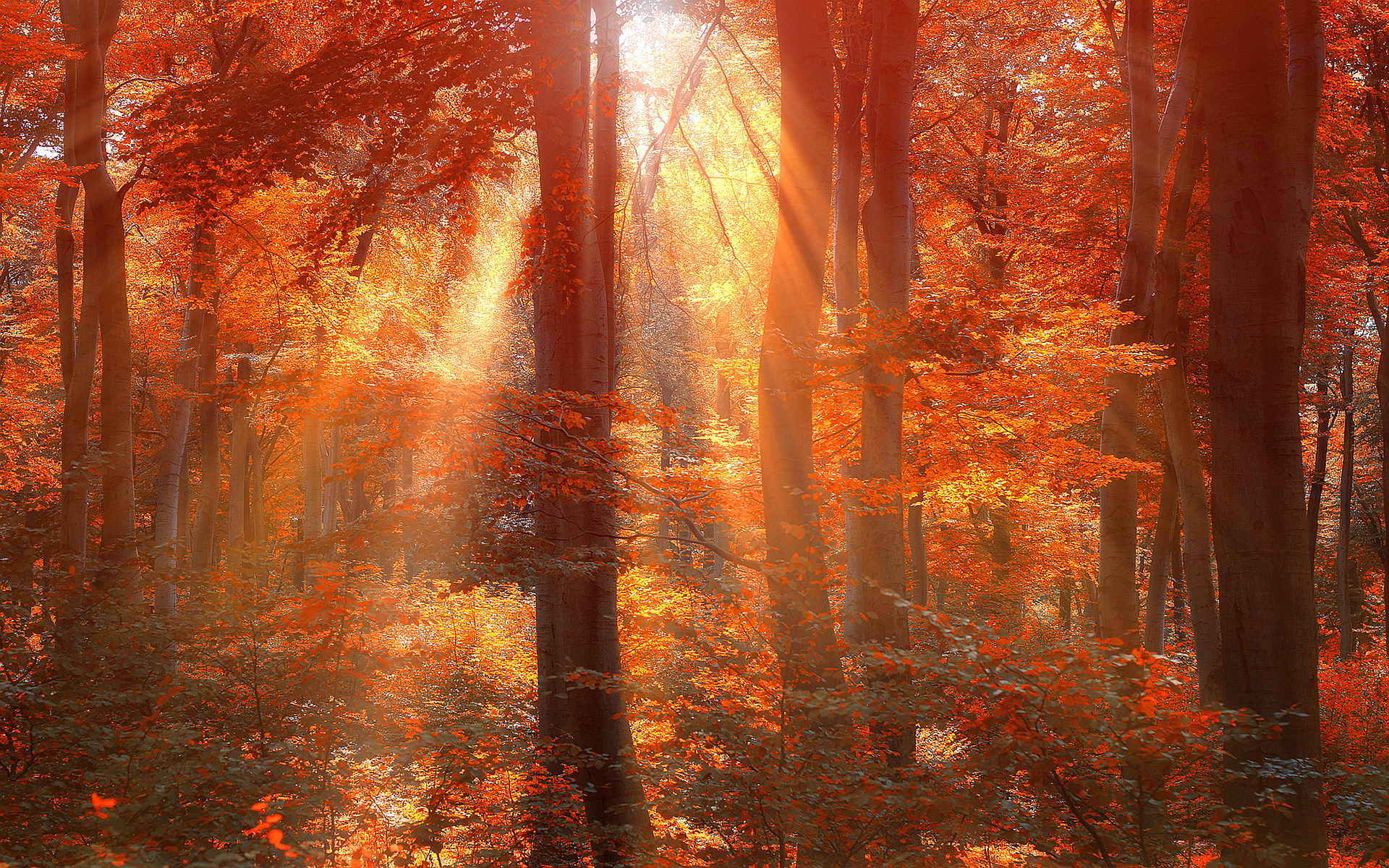 Sun rays autumn forest wallpaperx1200