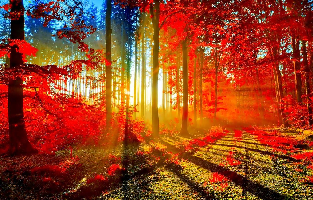 Wallpaper road, Autumn, Forest, sun rays image for desktop, section