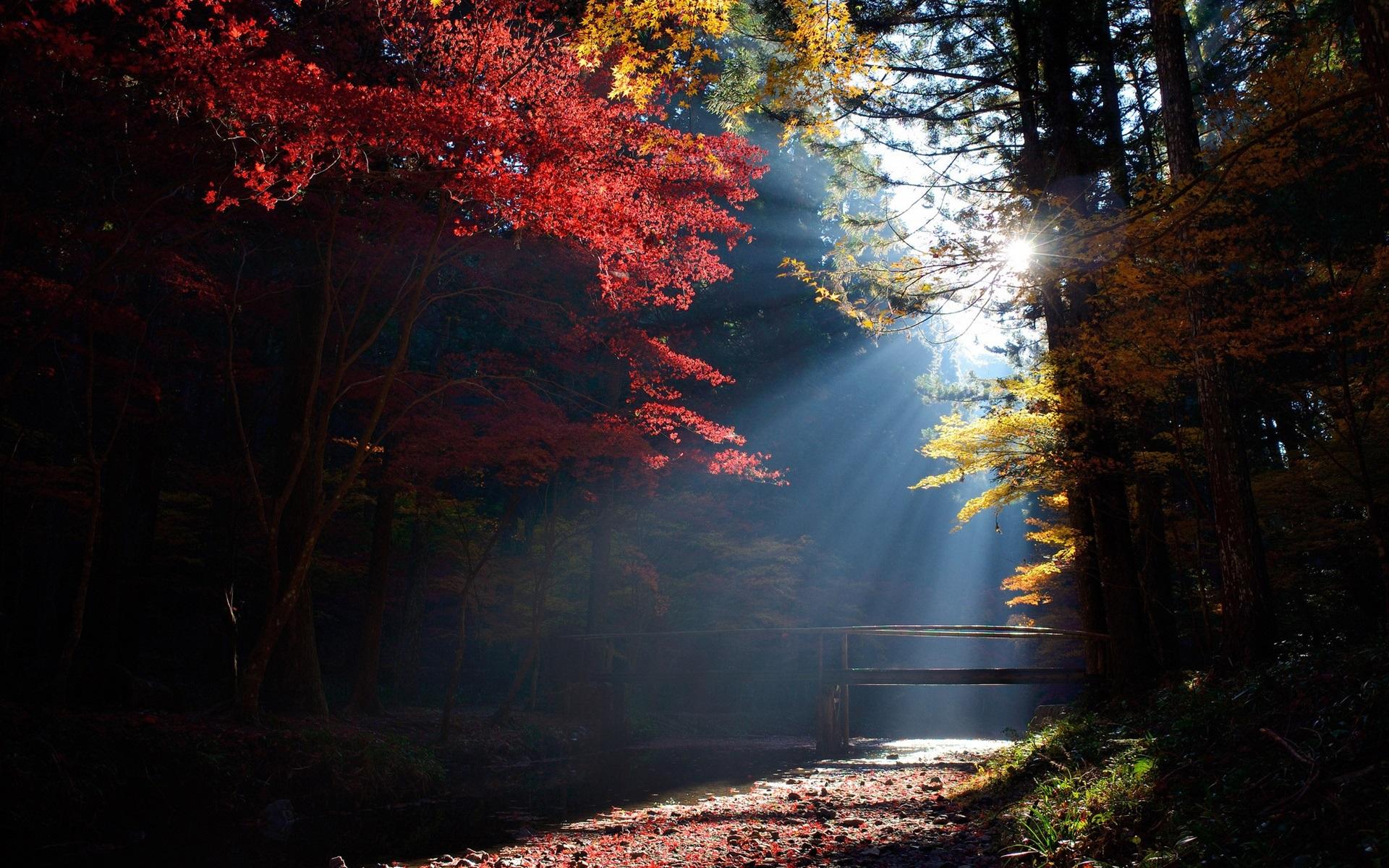 Wallpaper Forest, trees, bridge, sun rays, autumn 1920x1200 HD