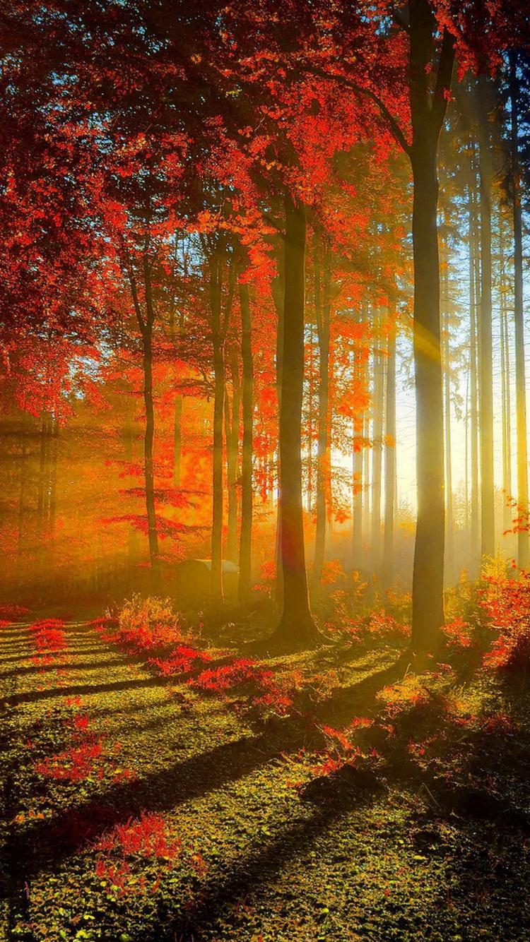 Red Forest Sun Rays Autumn iPhone 6 Wallpaper HD Download