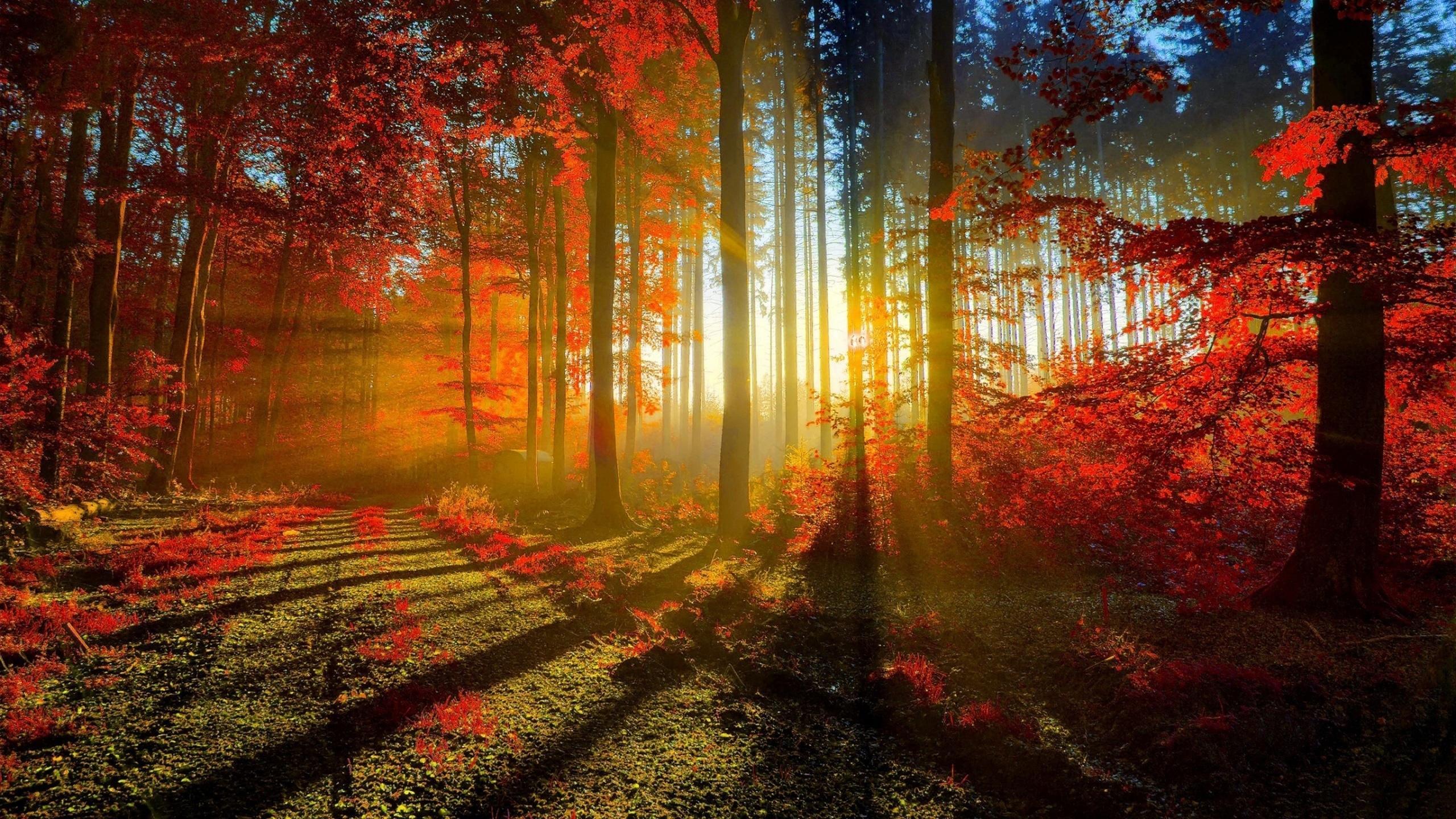 Download 2560x1440 Autumn, Sunrays, Trees, Forest, Fall Wallpaper