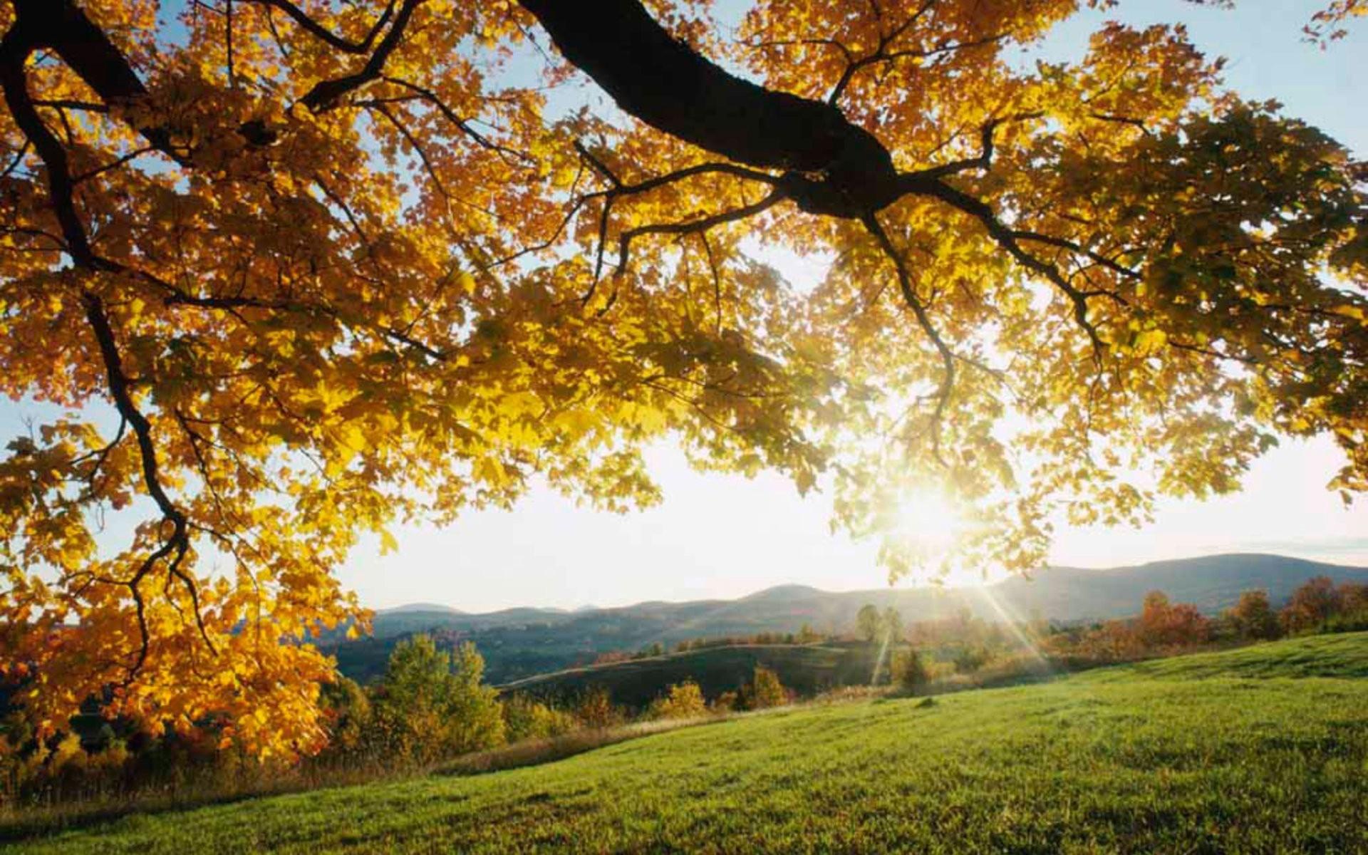 Sun Rays Branches Tree Leaves Yellow Autumn Light Meadow