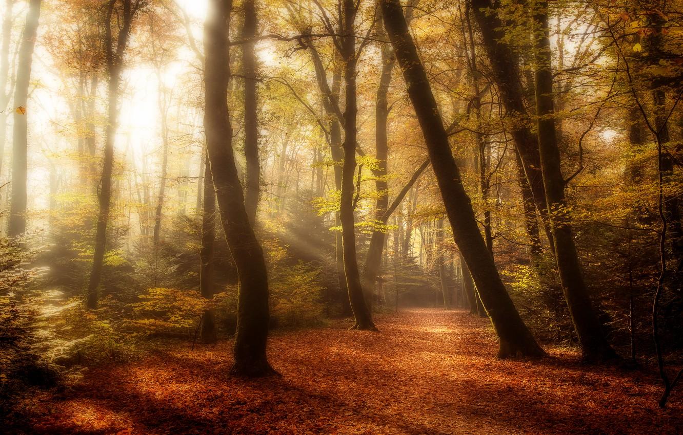 Wallpaper autumn, forest, leaves, the sun, rays, light, trees