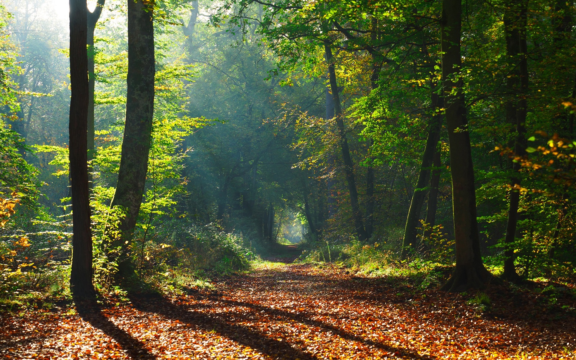 Wallpaper Trees, path, sun rays, autumn 1920x1200 HD Picture, Image