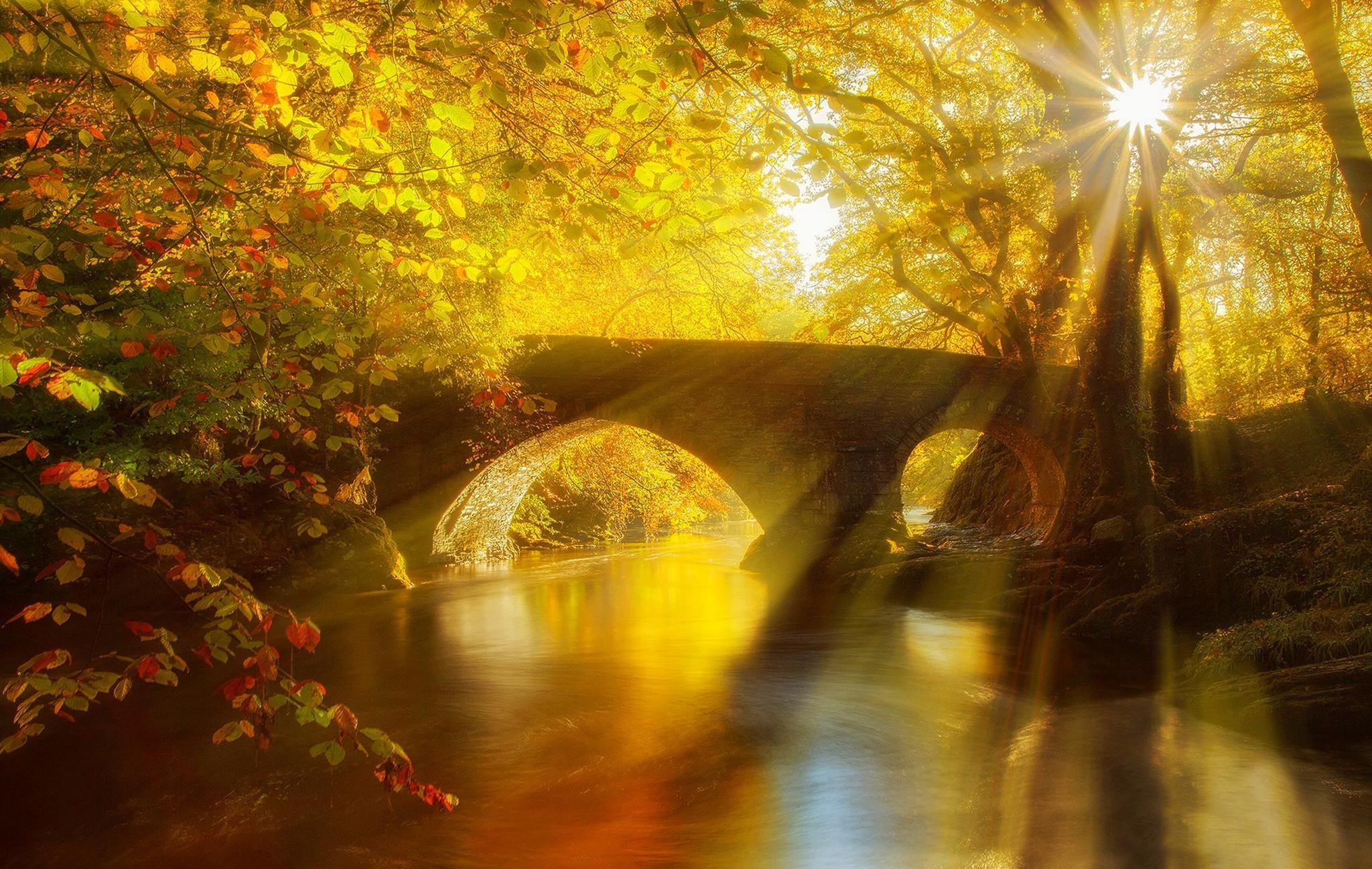 Forest trees bridge sun rays autumn wallpaper Gallery