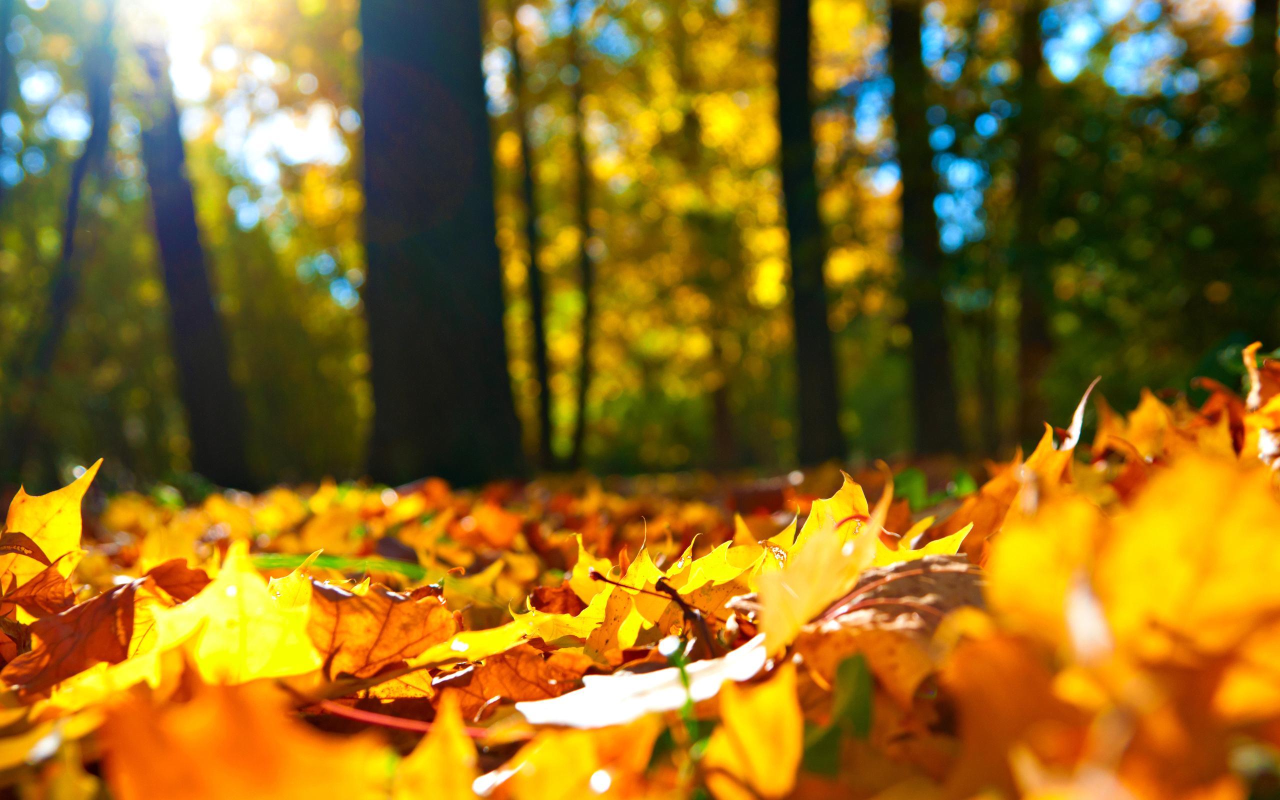 sunny, nice, leaves, autumn splendor, in the woods, pretty