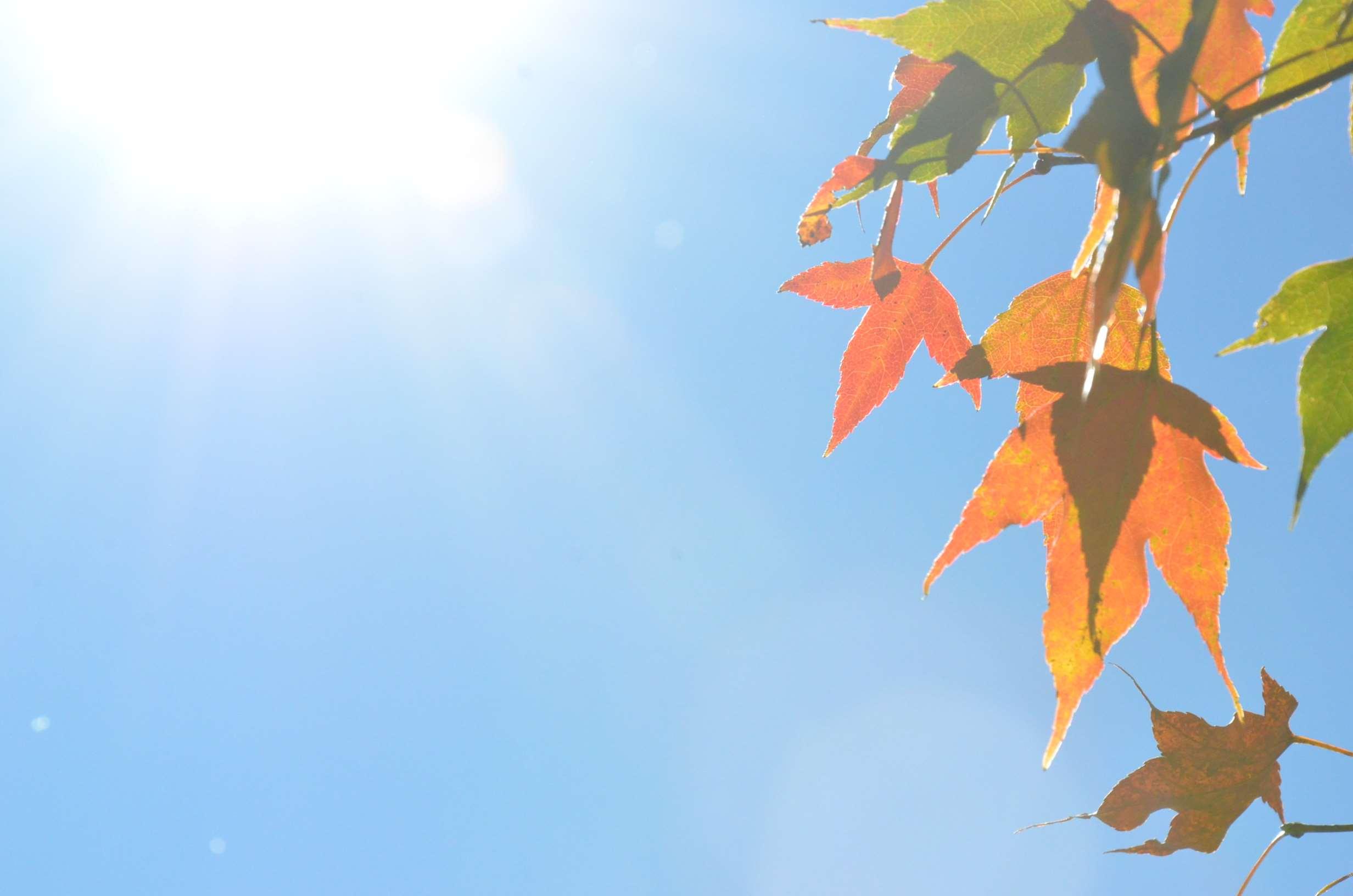 alternative, autumn colours, blue sky, maple, maple leaves