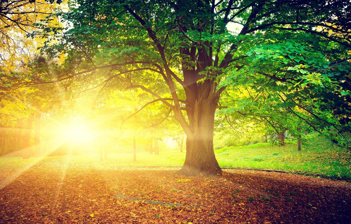 Wallpaper autumn, leaves, the sun, rays, trees, nature, background