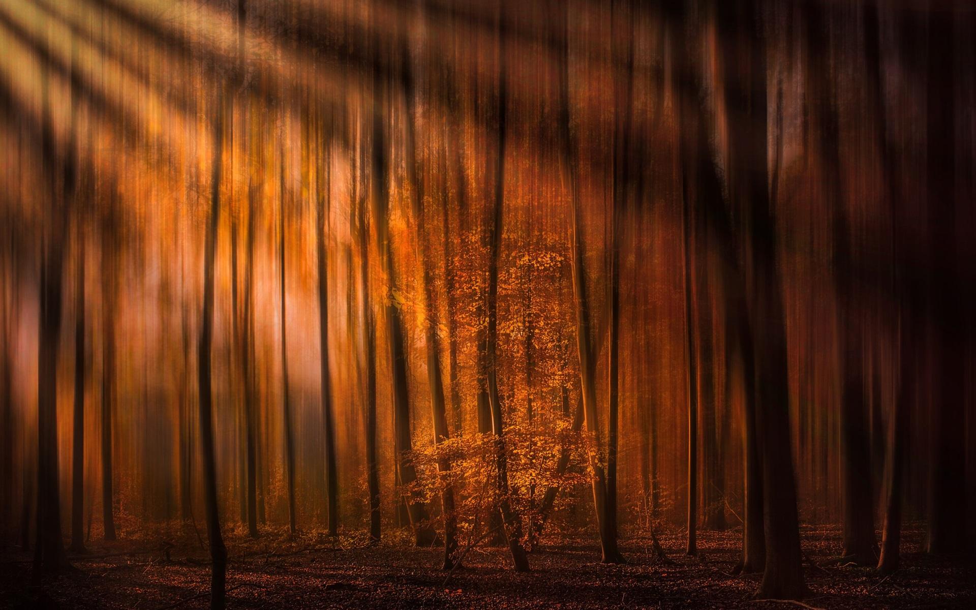Wallpaper Forest, autumn, sun rays 1920x1200 HD Picture, Image