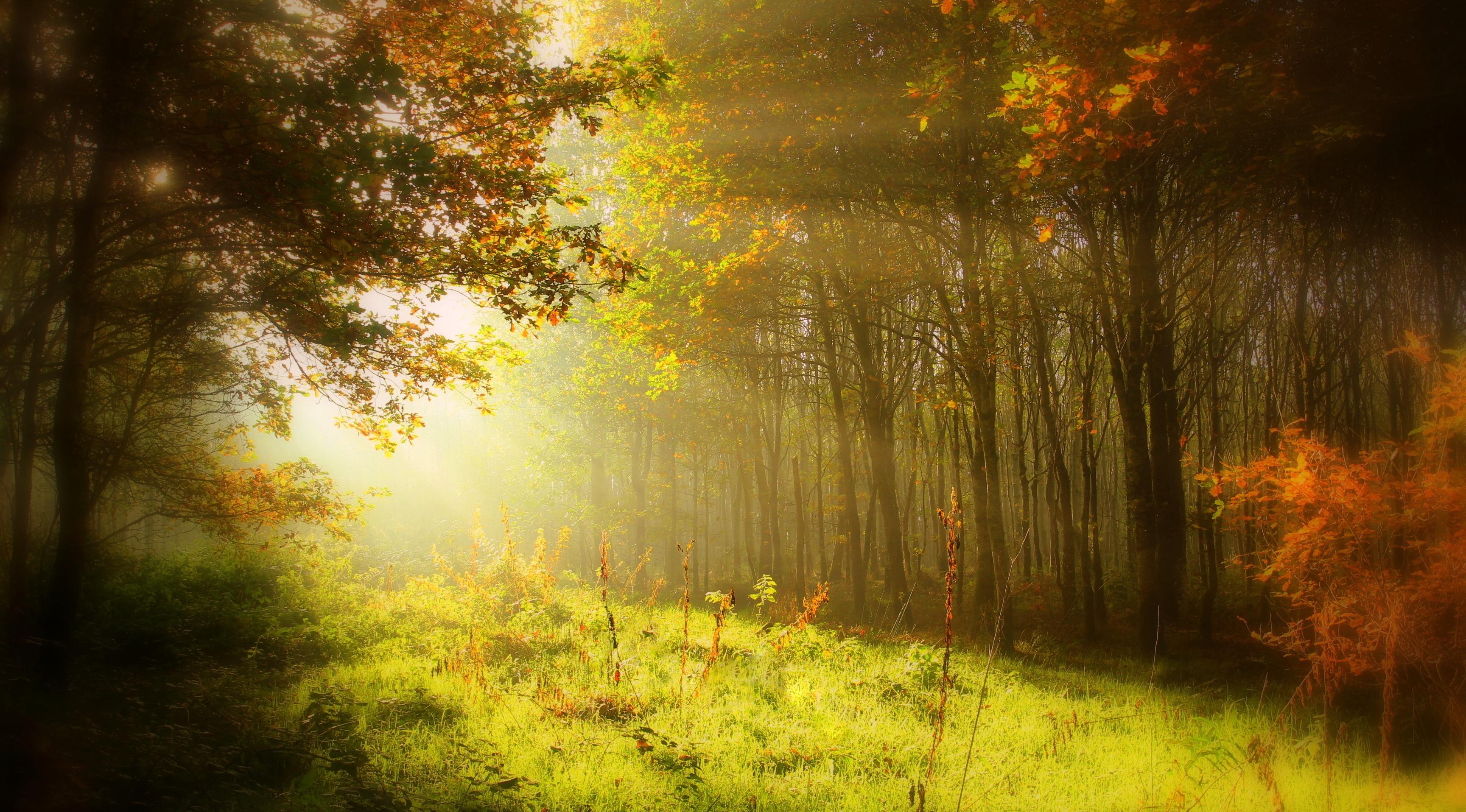 Sun Rays Shining Through Tree Wallpapers - Wallpaper Cave