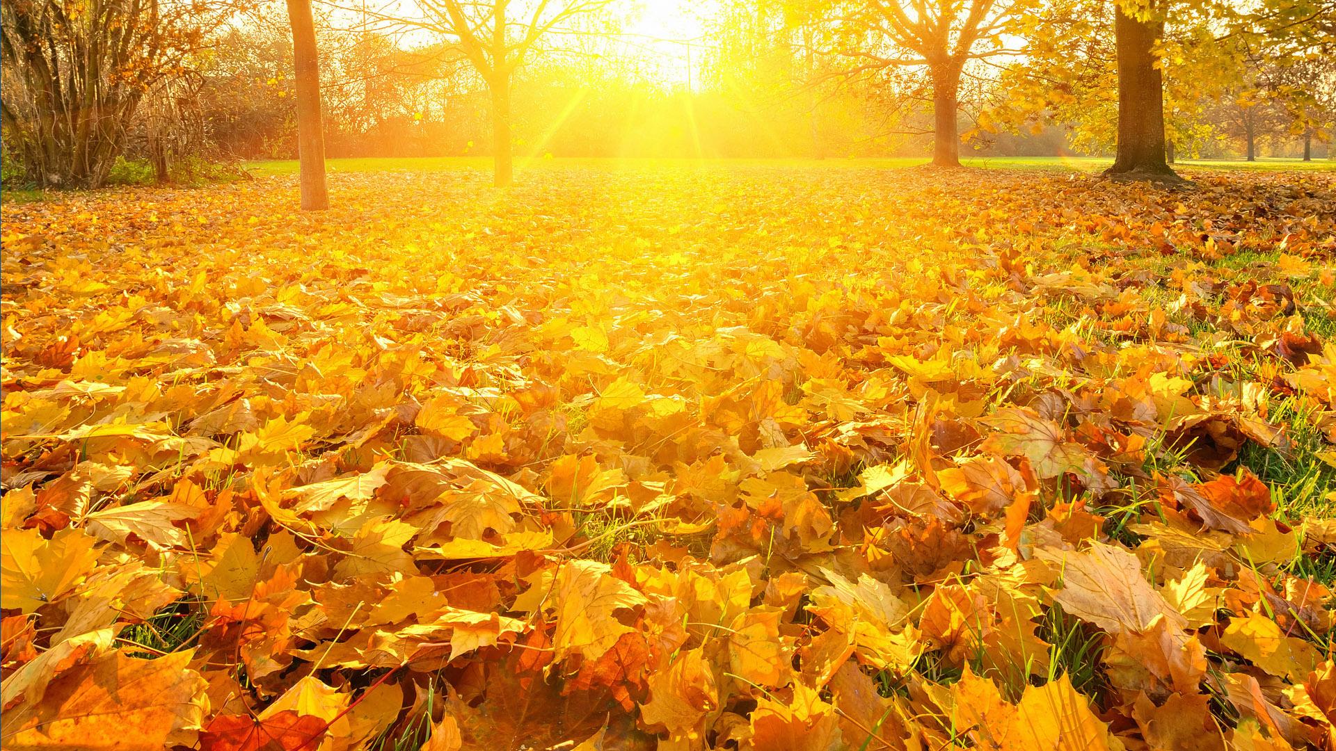 Leaf Sun Rays wallpaperx1080