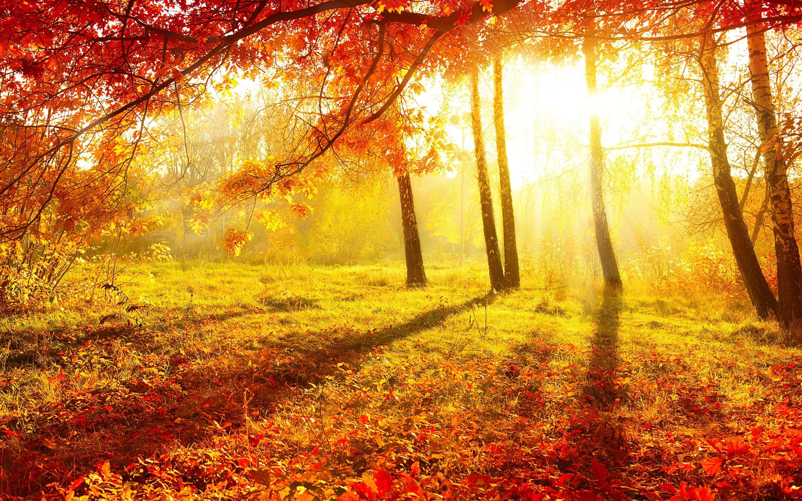 Beautiful autumn, forest, trees, red leaves, grass, sun rays