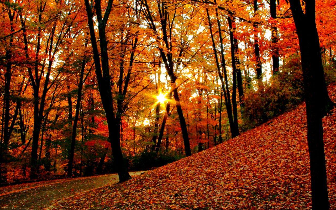 Autumn Sunrise Wallpaper