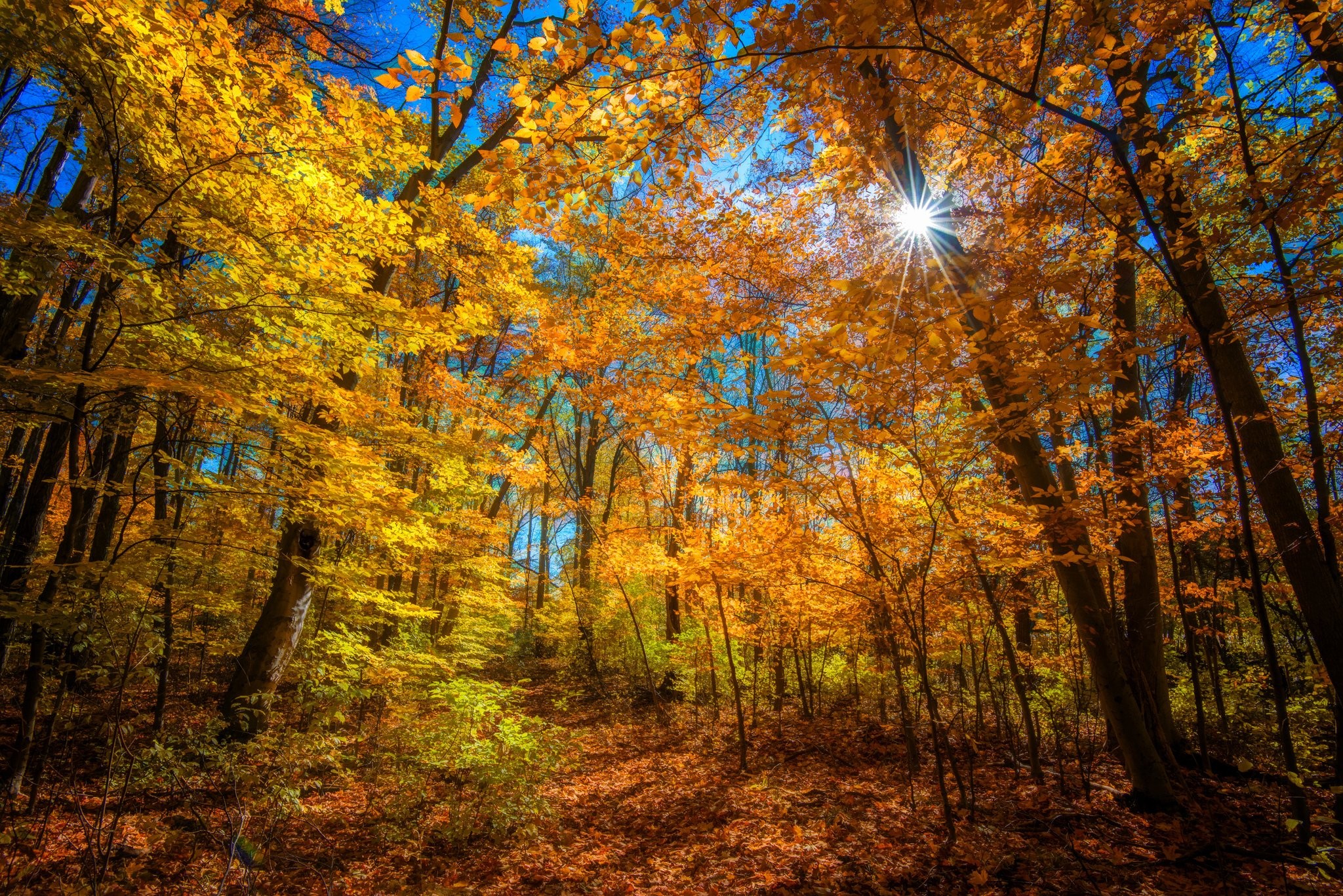 Widescreenforest, Wallpaper For Smart Pnone, Color, Forest, Autumn