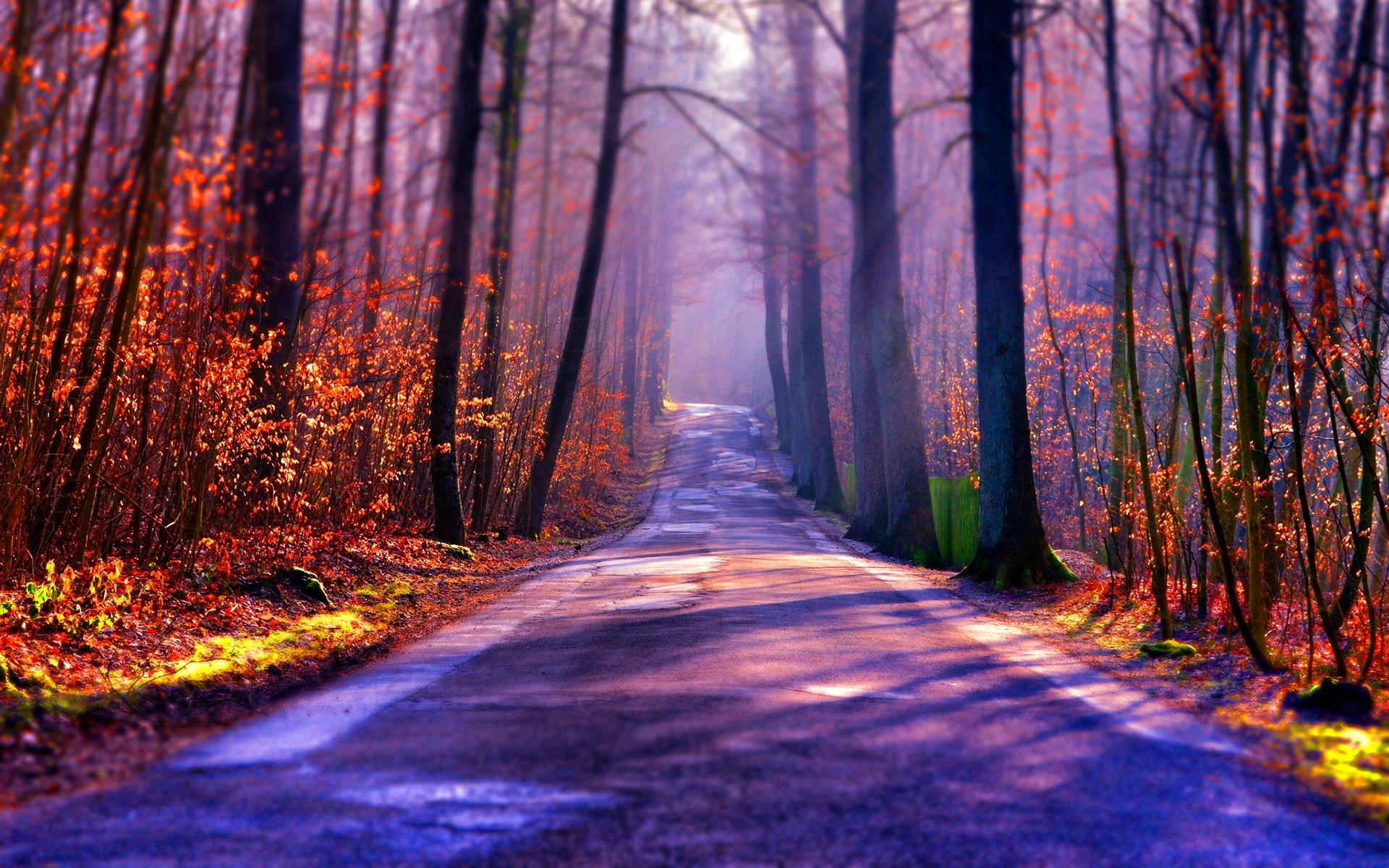 Forests: Forest Rays Nature Shift Sunshine Trees Tilt Sun Autumn