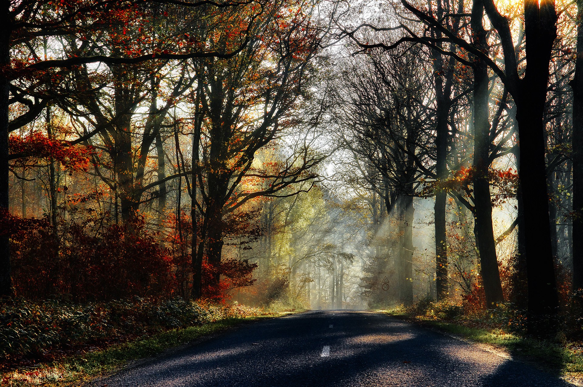 Nature Rays Leaves Splendor Colorful Colors Road Sunrays Trees