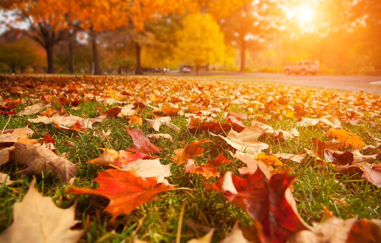 Wallpaper Road, Leaves, Macro, Landscape, Nature, Road, Close Up