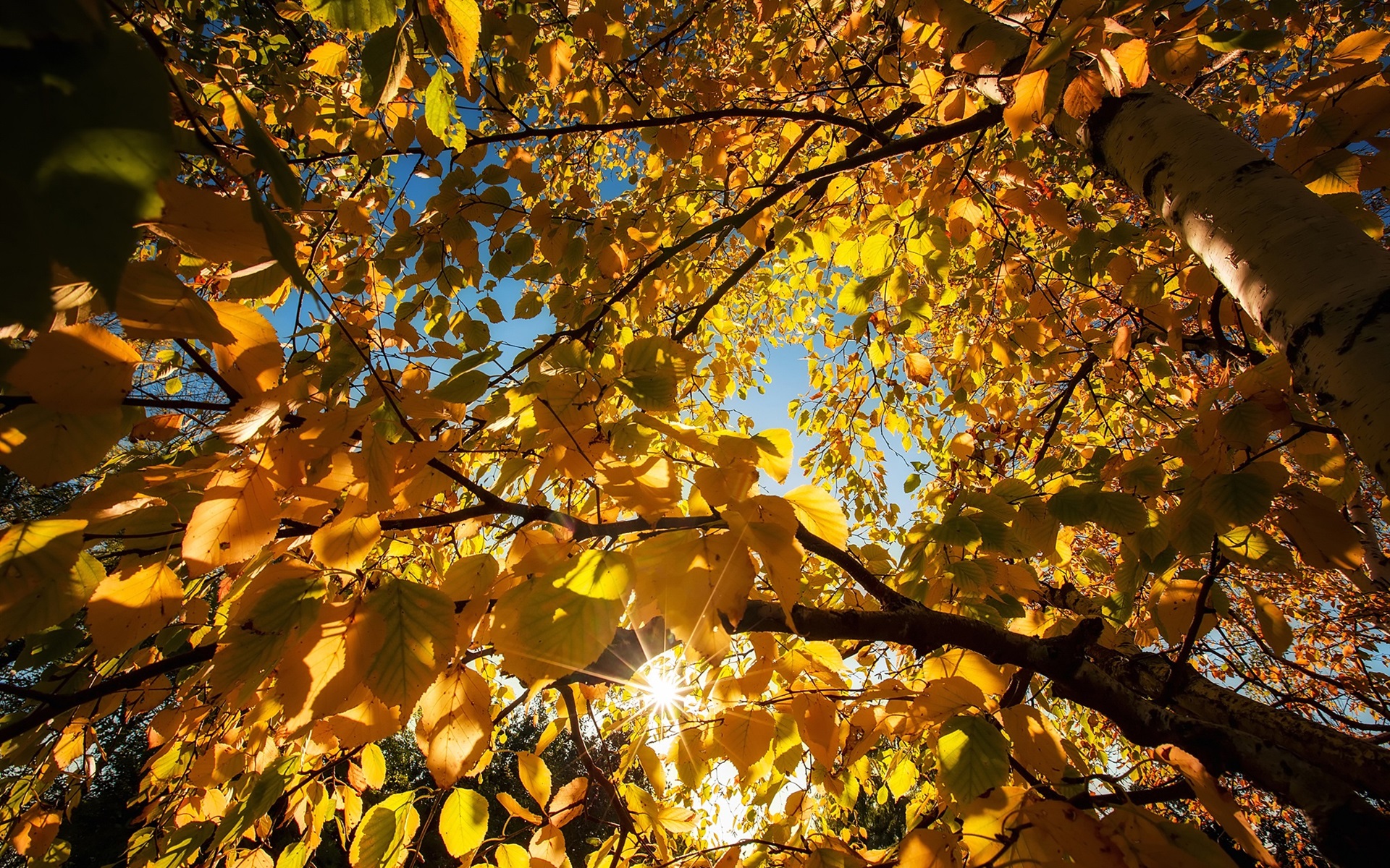 Wallpaper Yellow leaves, birch, trees, sun rays, autumn 1920x1200 HD