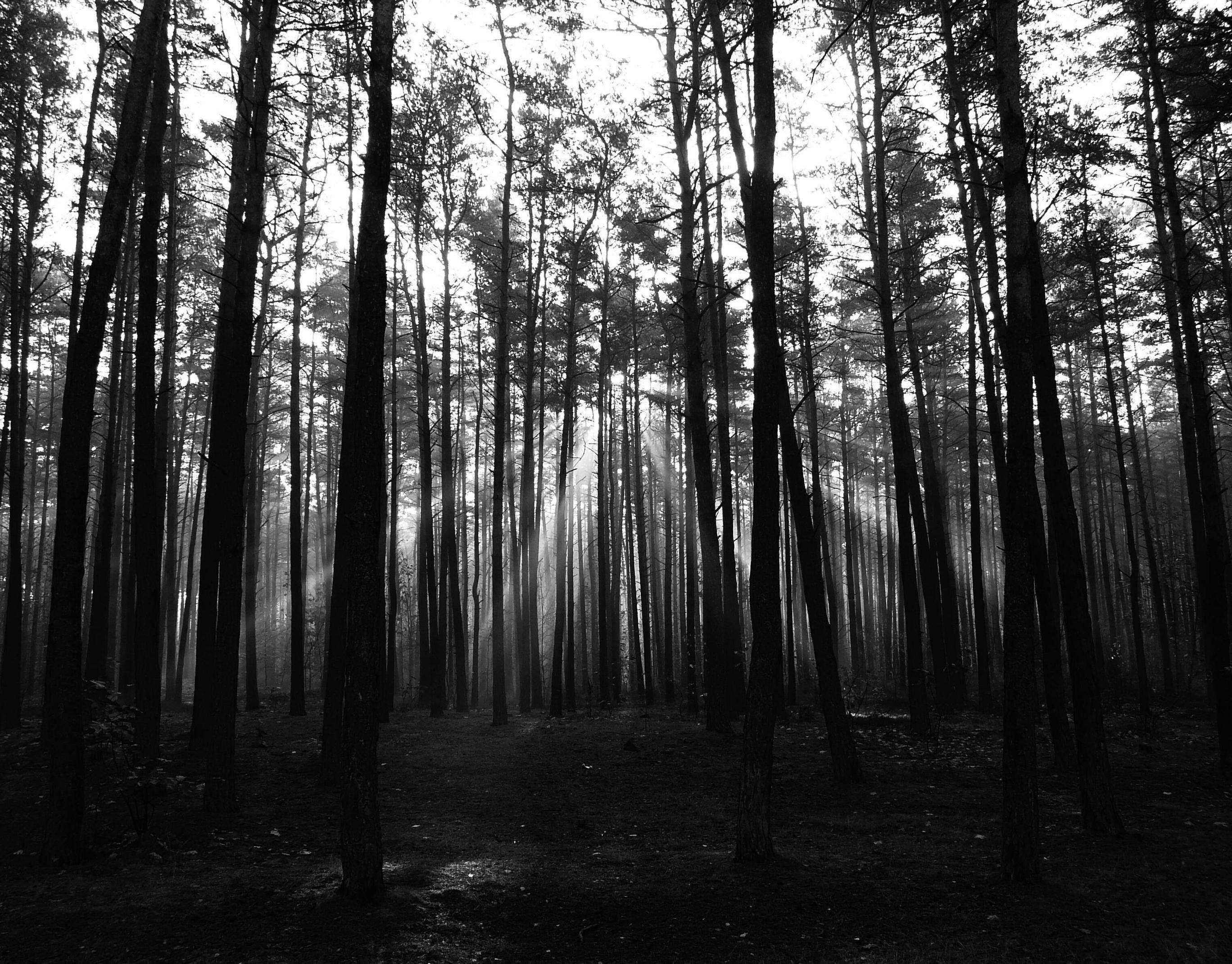 autumn, black and white, dawn, forest, landscape, nature