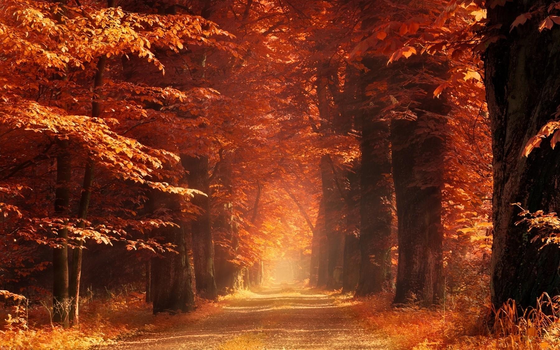 #sunlight, #dry grass, #forest, #sun rays, #trees, #mist