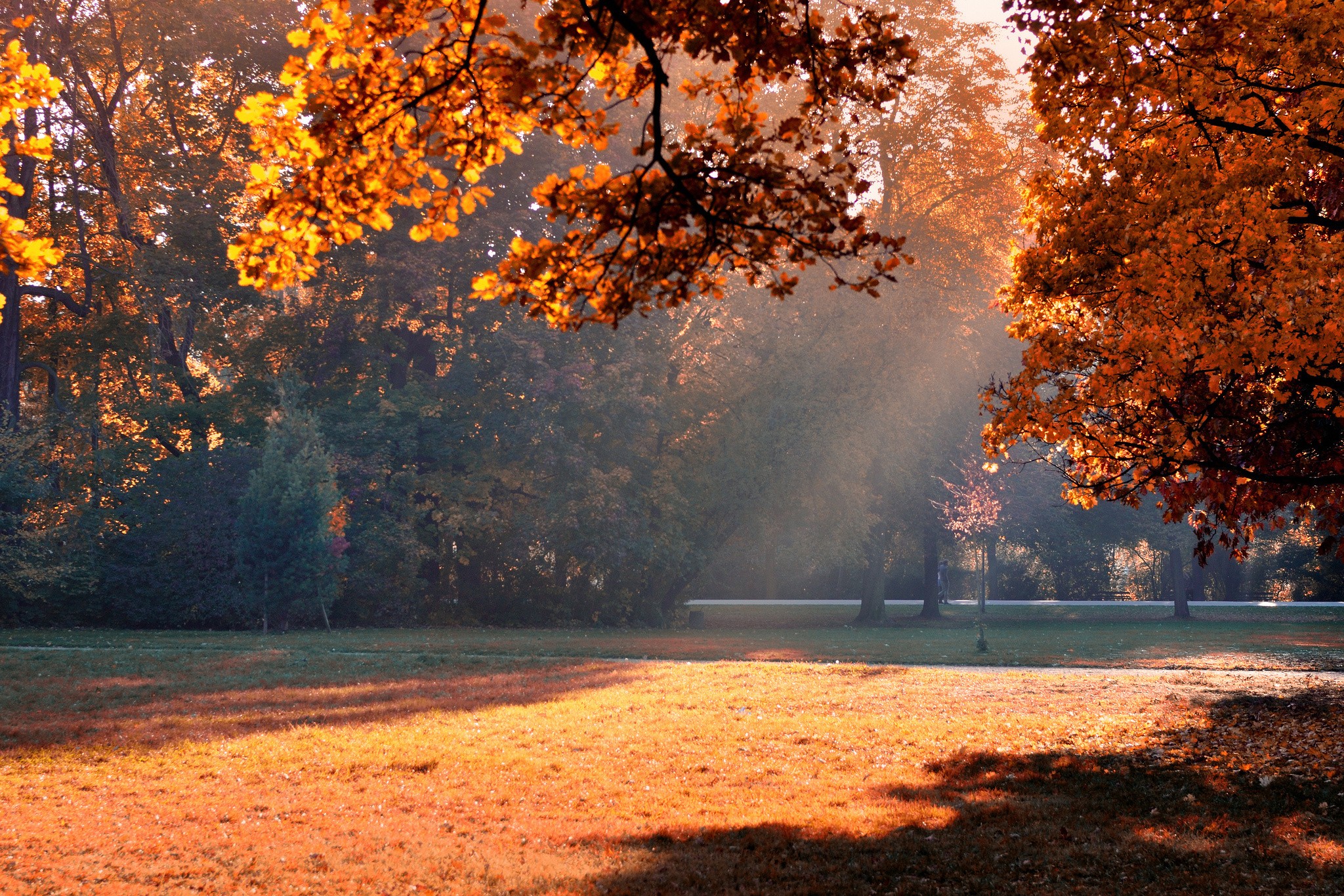 Misc: Sunrays Autumn Trees Park Sun Colors Leaves Free Desktop