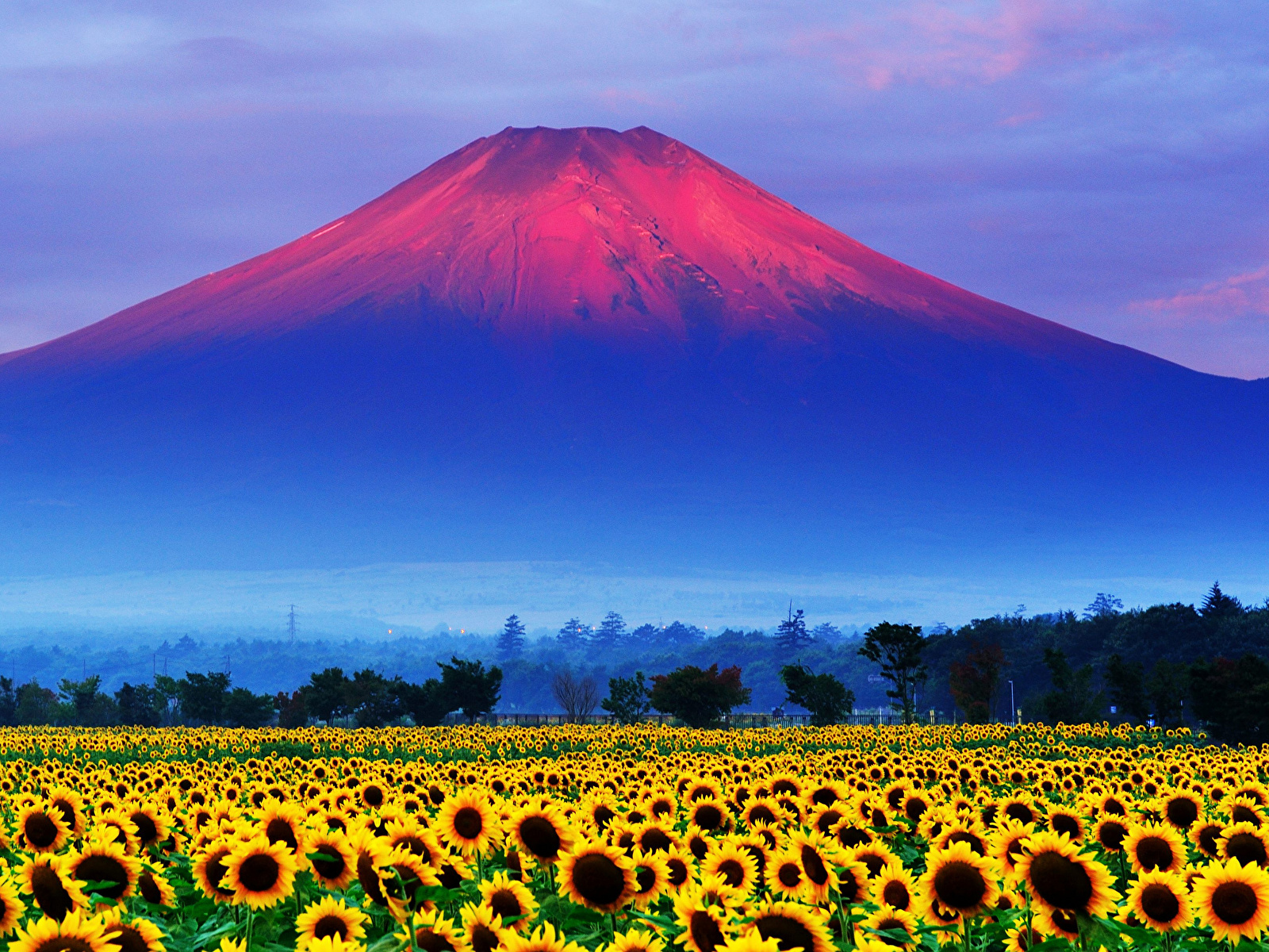 image Mount Fuji Japan Volcano Nature Mountains flower