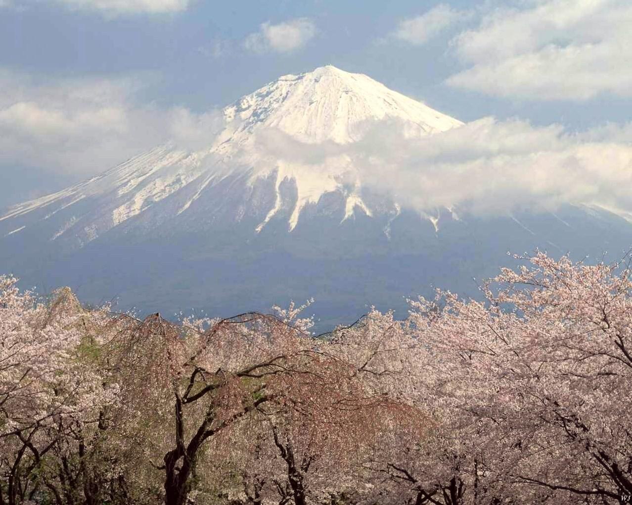 Mountains: Fuji Mountain Japan Snow Blossoms Flowers Peak