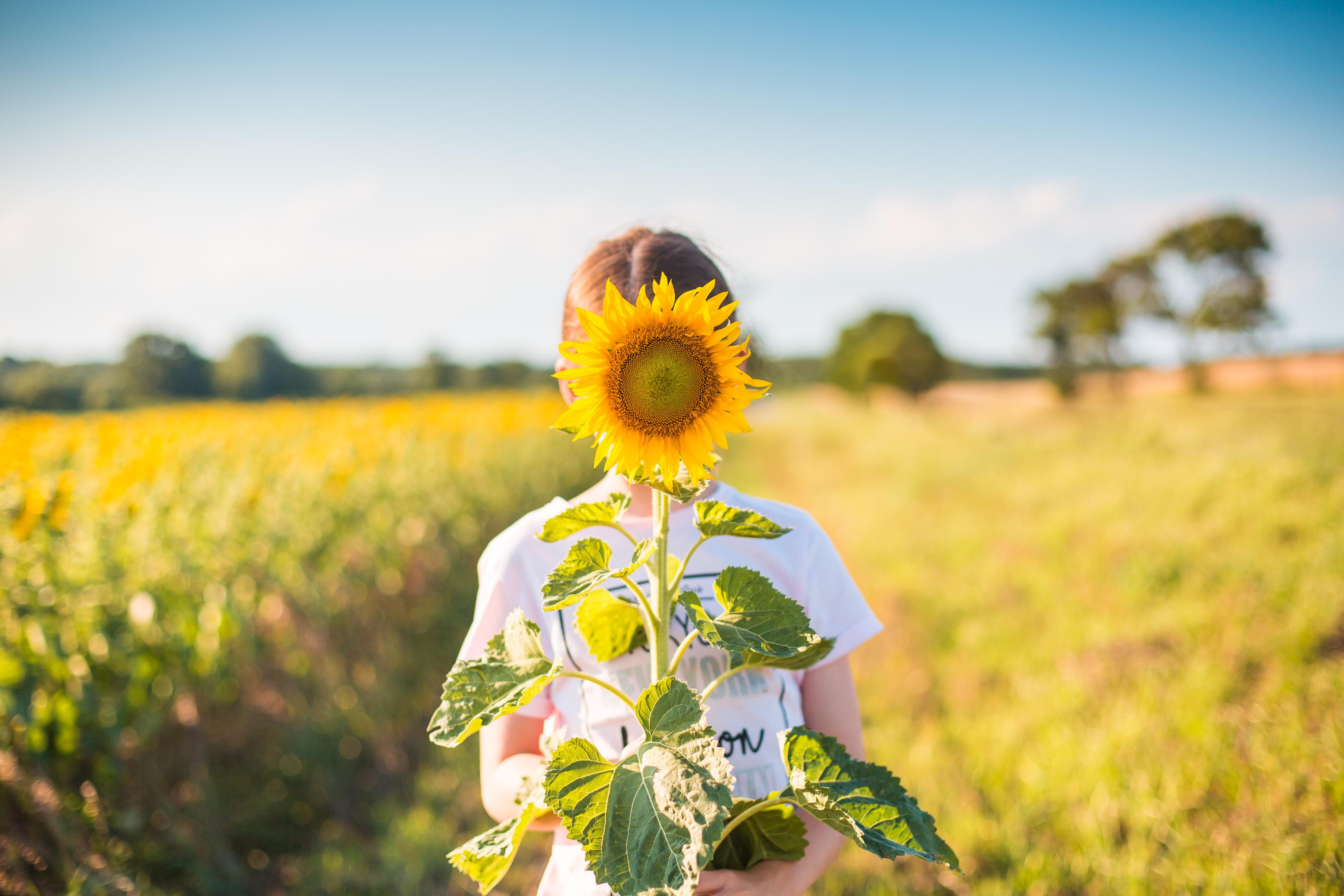 Little Girl with Sunflower in a Sunflower Field Free