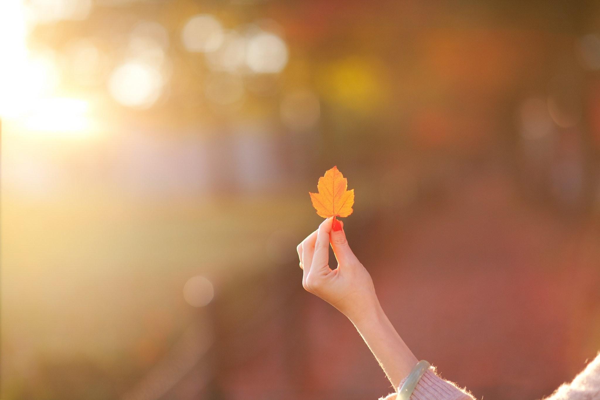 Flower Background, Hand, HD Nature Wallpaper, Autumn, Leaf Blur