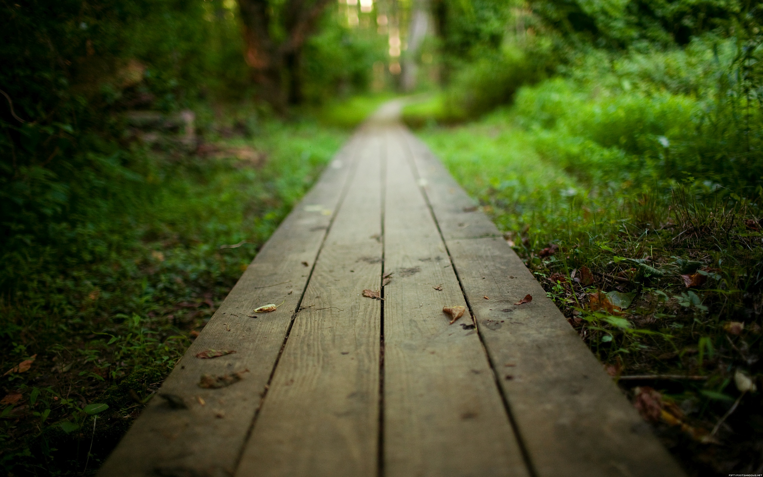 Wooden Forest Path Free Wallpaper HD