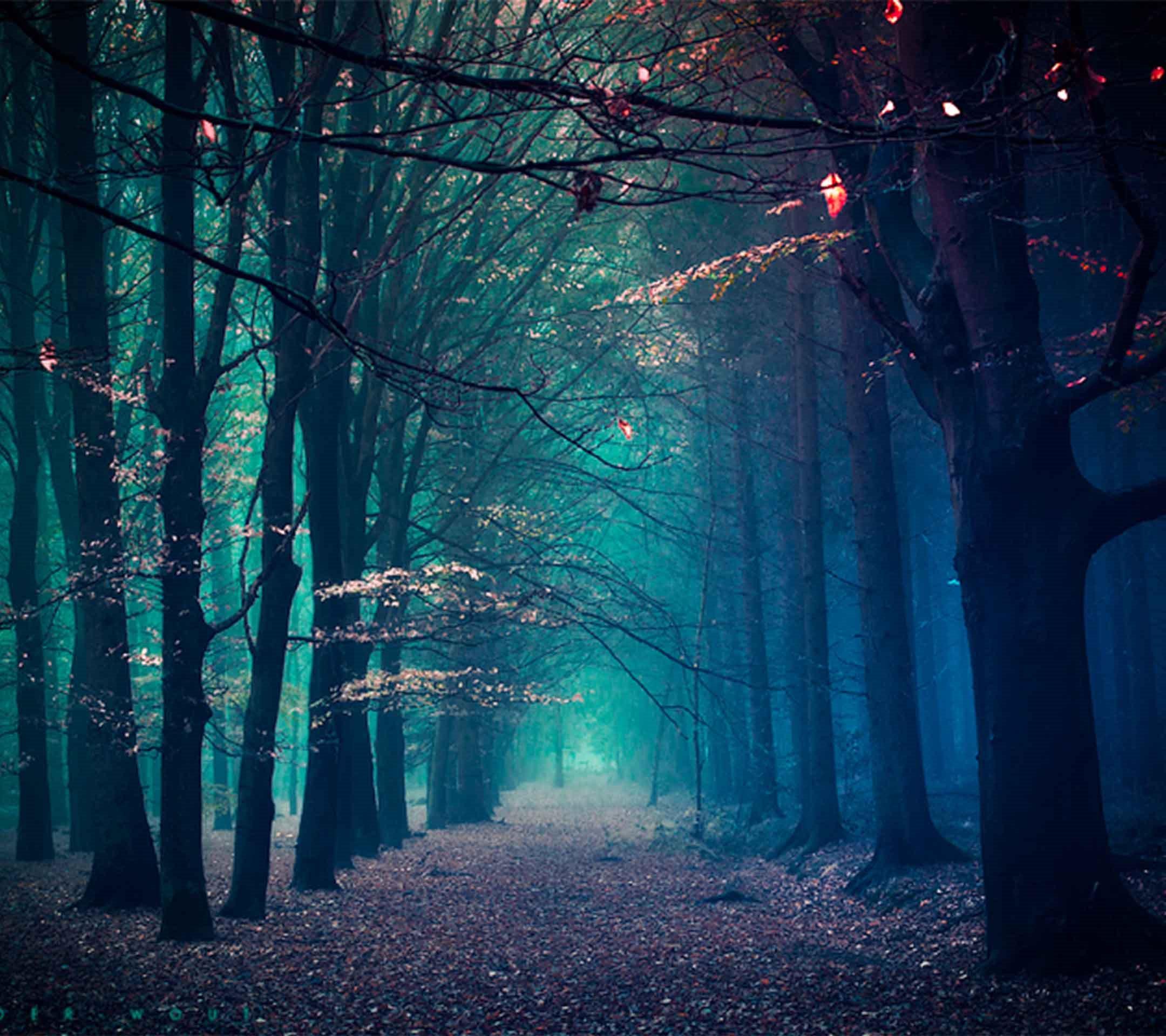 Creepy Forest Path Desktop Wallpaper