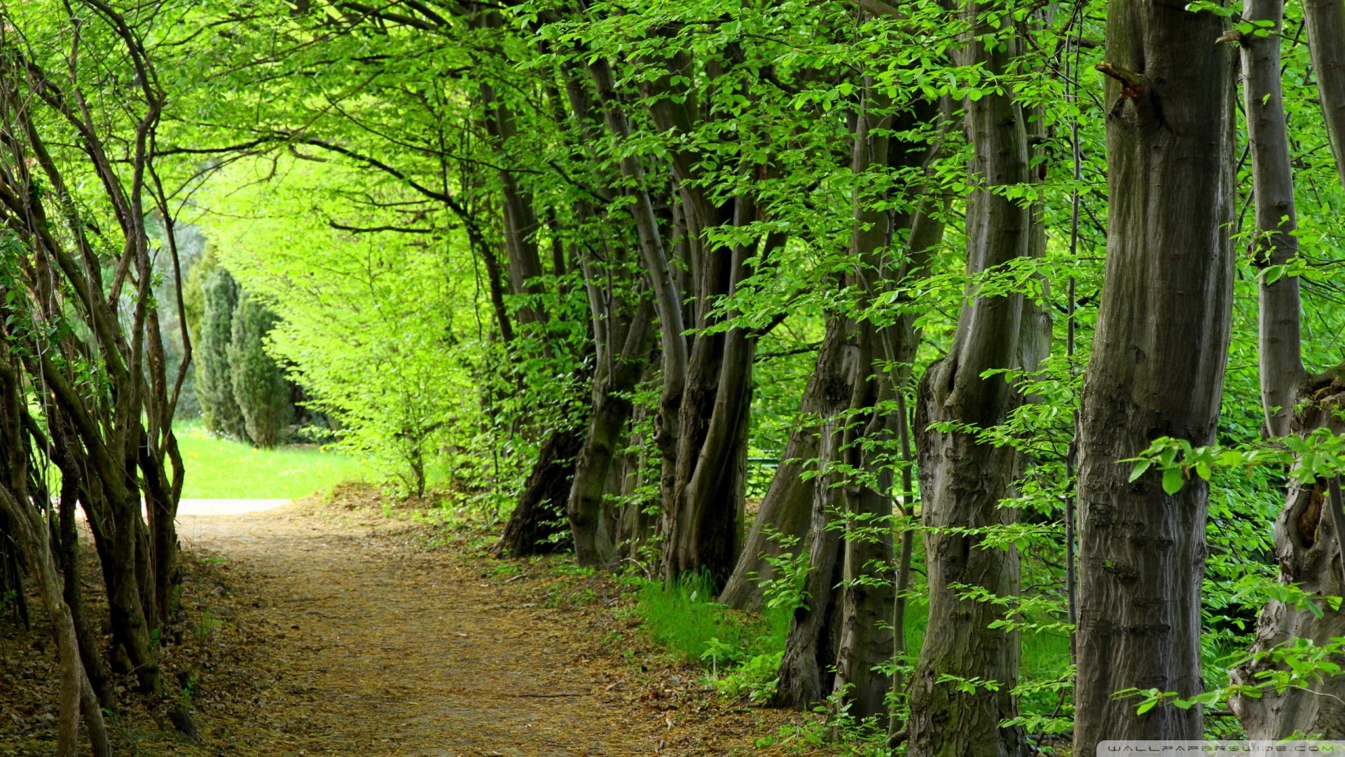 Forest Path, Summer ❤ 4K HD Desktop Wallpaper for 4K Ultra HD TV