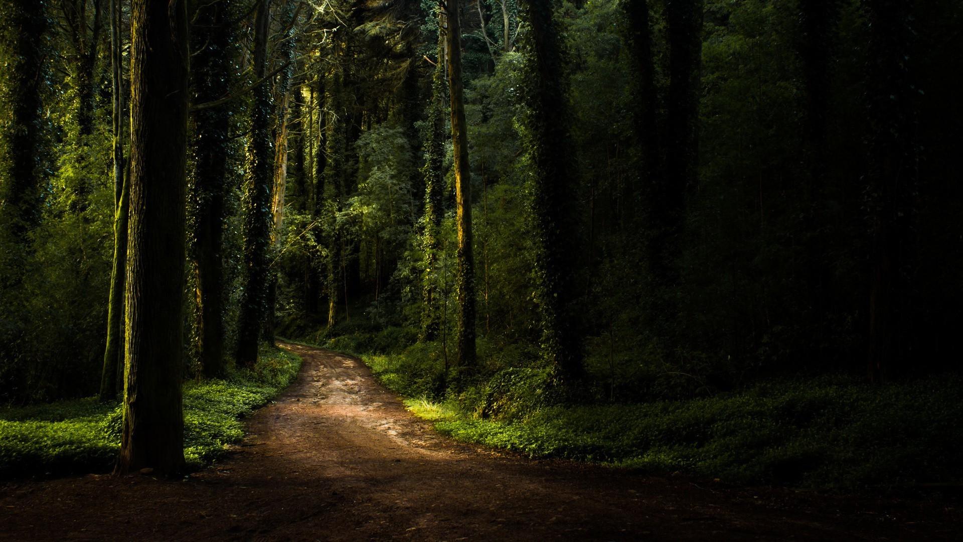 Forest Path Wallpapers - Wallpaper Cave